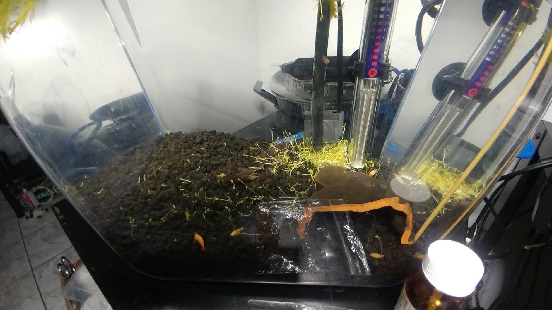 Pond Oxygenating Elodea Anacharis Bunch Plants - Imported and USDA Approved customer photo 2