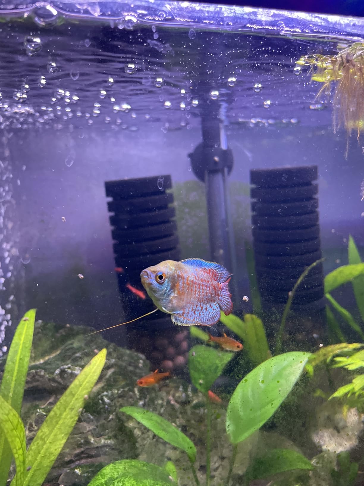 Hygger Aquarium Double Sponge Filter, Comes with 2 Spare Sponges, 1 Bag of Bio Ceramic Media Balls, Quiet Submersible Foam Filter for Fresh Water and Salt-Water Fish Tank (S) customer photo 1