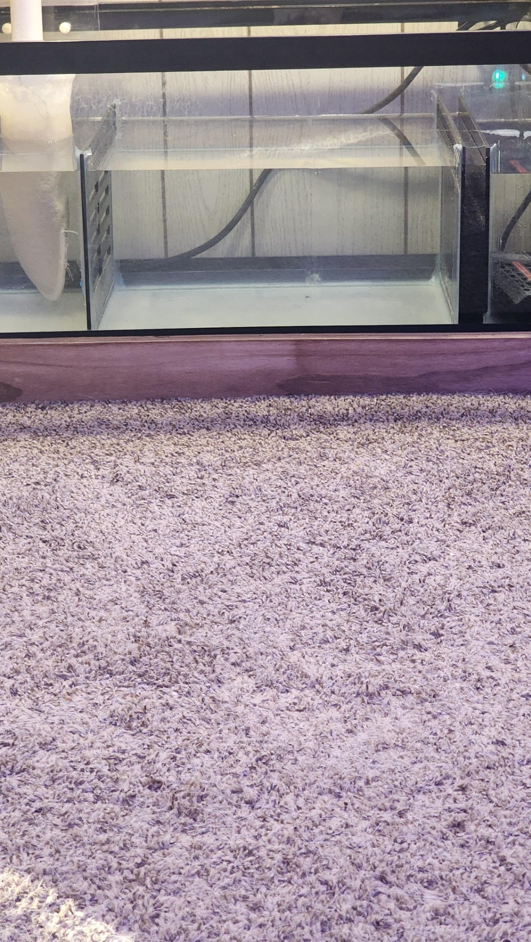 Bubblefin Aquarium Sump Refugium DIY Kit for Protein Skimmer Sump - Chamber dividers (10 Gallon) customer photo 2