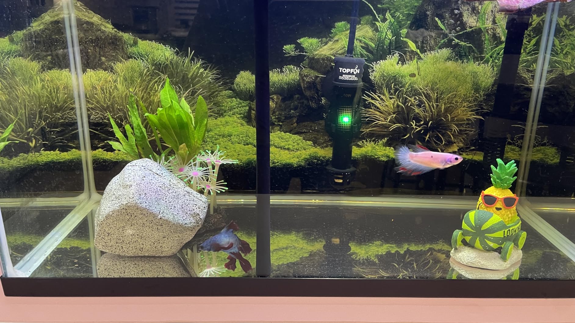 10 Gallon Aquarium Tank Divider. Perfect for Betta Fish Tanks. ONLY Compatible with USA Tank Sizes Listed Below. NO Suction Cups Required. customer photo 1