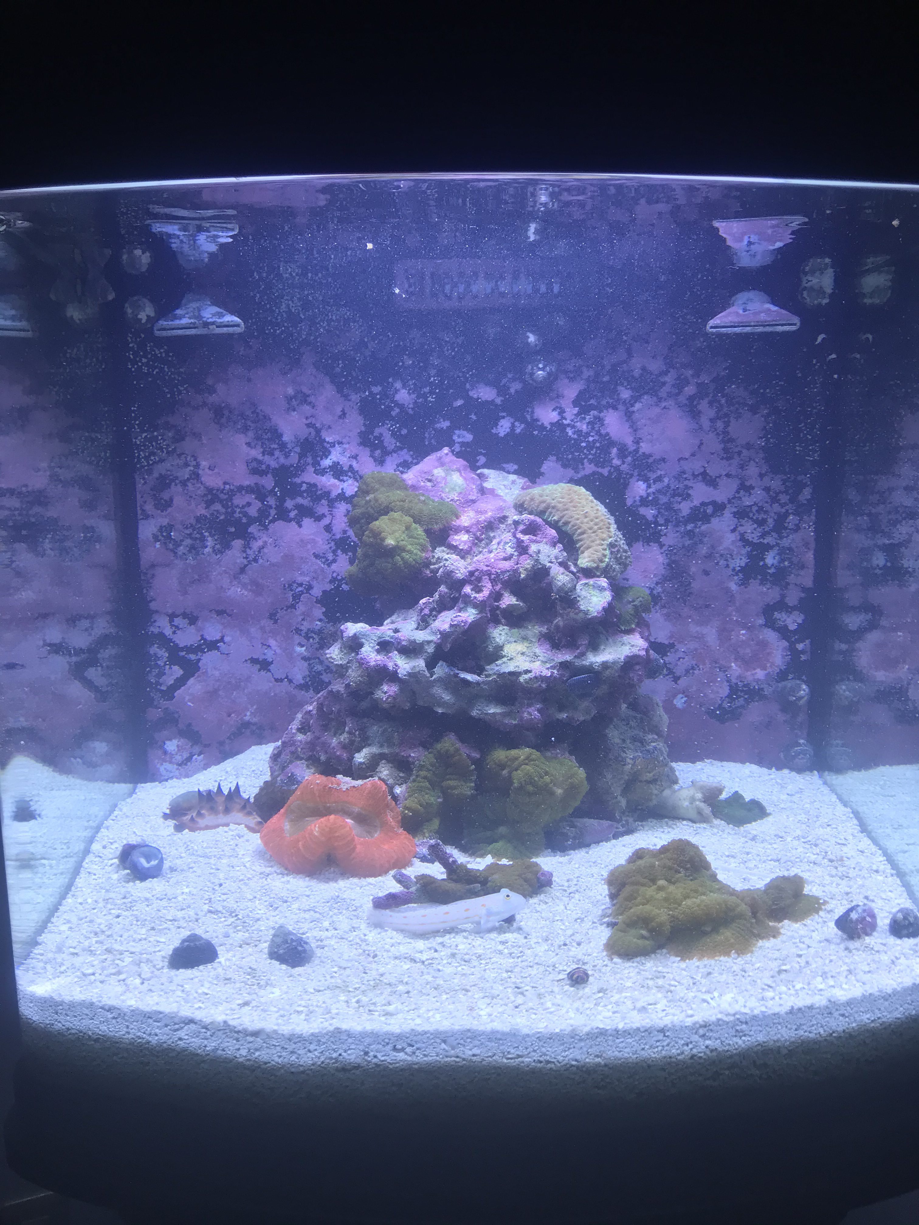 Aqua Natural Aquarium Sand, Coarse Aragonite, 10lb | Reef, Saltwater and Marine Aquariums customer photo 1