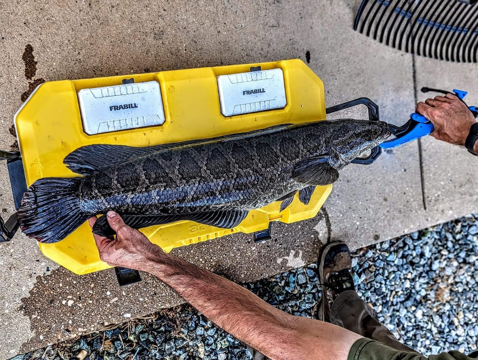 Frabill Magnum Bait Station 30 | 30 Quart Bait Cooler with Dual Aeration, White and Yellow customer photo 1