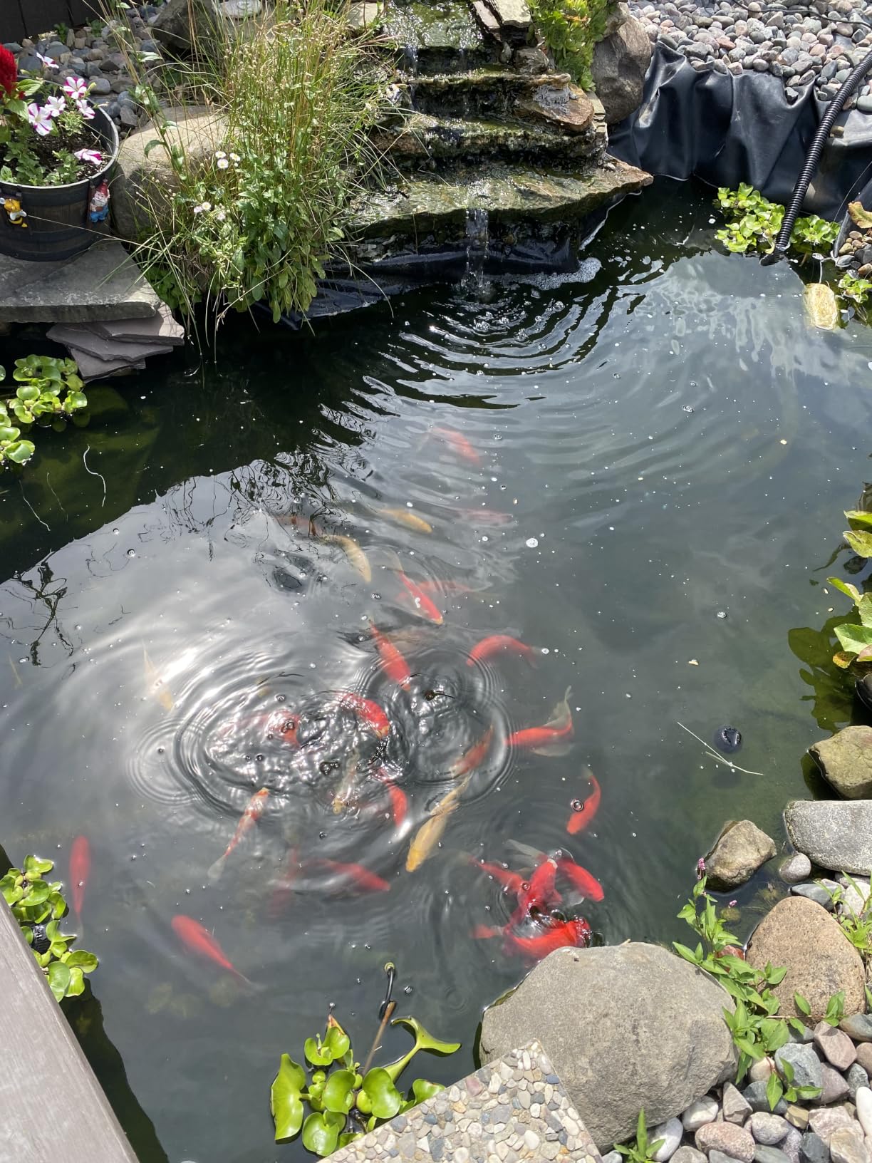VIVOHOME 1840GPH Bio Pressure Pond Filter with 13W Light for Various Ponds | Multi-Size Adapter, 16.4ft Power Cord, Koi Ponds up to 1000Gallons, Ornamental Ponds up to 2100Gallons customer photo 2