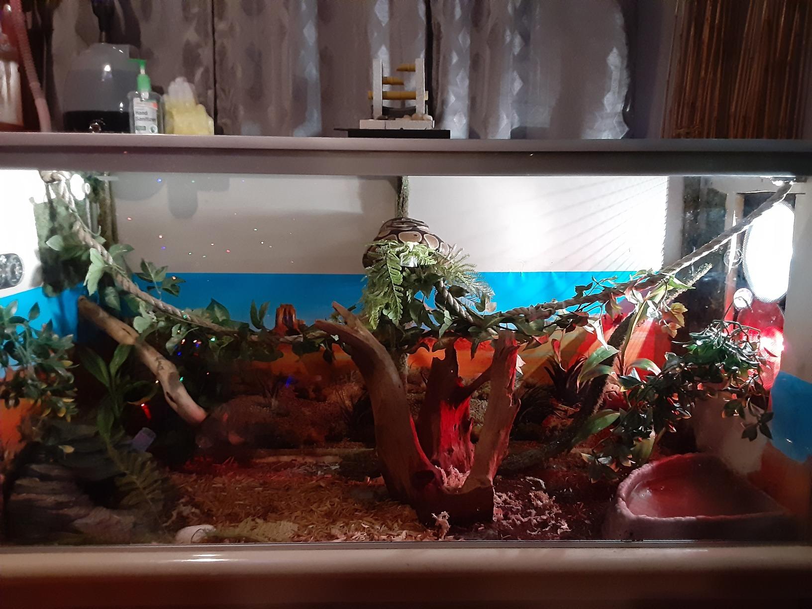 BETAZOOER Reptile Humidifier Mister Fogger Extension Amphibians Snake 2.5L customer photo 2