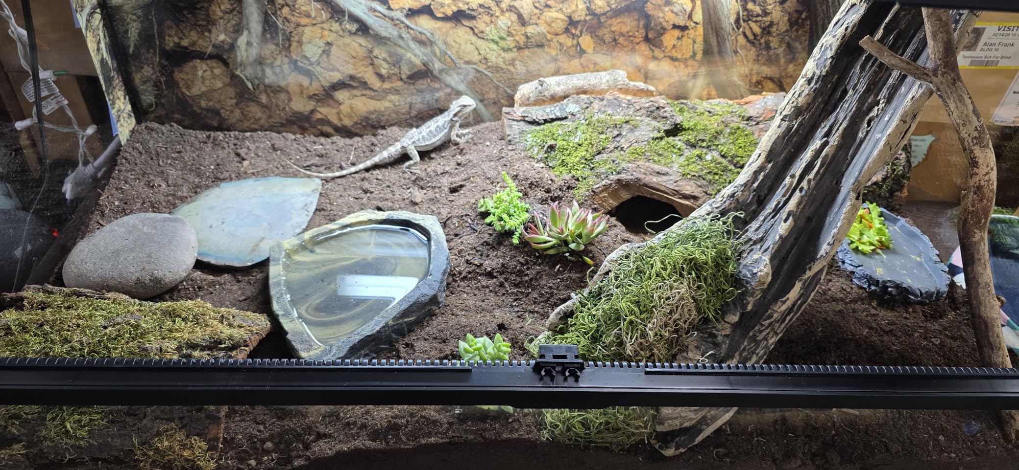 The Bio Dude Terra Sahara Bioactive Reptile Substrate 36 quarts for terrariums and vivariums. Bioactive Substrate for Bearded Dragons, Uromastyx, Leopard Geckos and More! customer photo 2