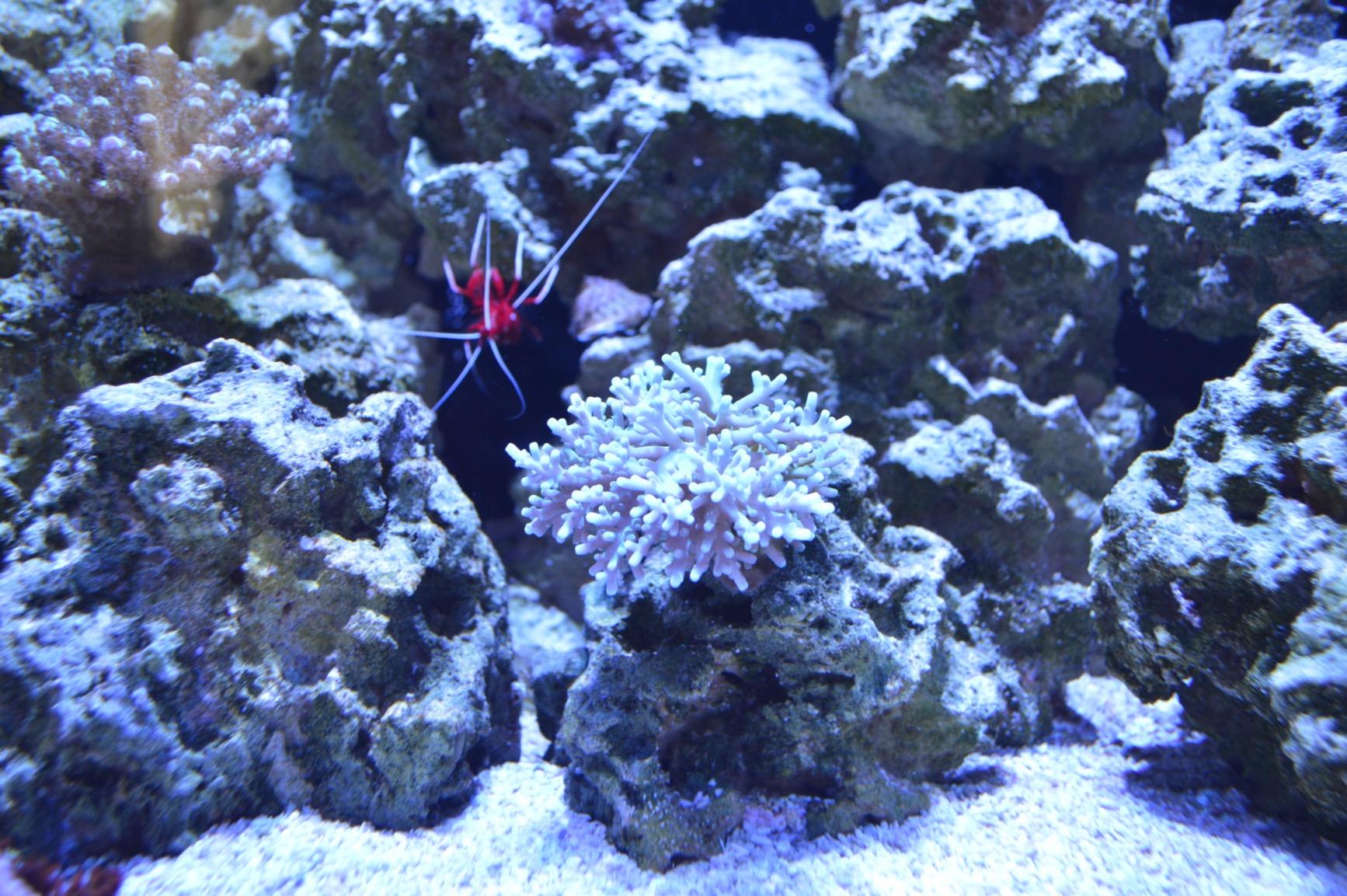 AquaIllumination Hydra 32 LED Aquarium Light - Full Spectrum Lighting for Coral Growth, Wireless Control, High PAR Output, Energy Efficient - for Saltwater Reef Tank Aquariums - Black customer photo 1