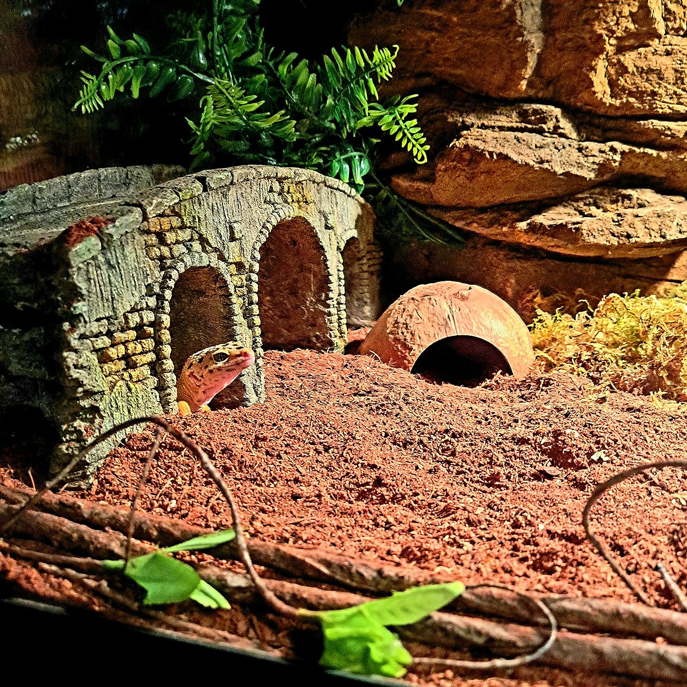 Tikaton Reptile Heat Pad - Adjustable Temperature Under Tank Heater for 10-20gal/30-40gal Tank, Terrarium Heat Mat for Turtle/Snake/Lizard/Frog/Spider/Plant Box customer photo 2