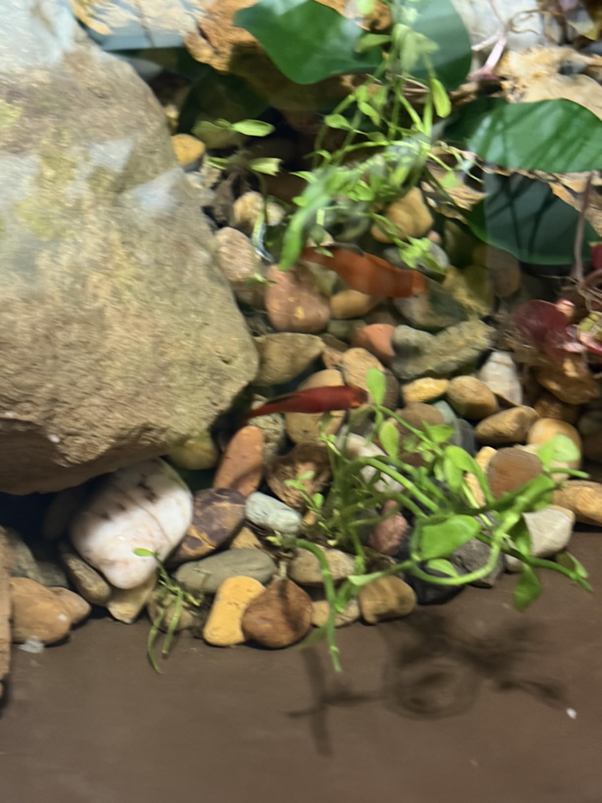 Aquascape AquaGarden Container Water Feature Kit - Indoor & Outdoor Mini Pond with Waterfall Fountain, Pump & Filtration for Home & Patio customer photo 2