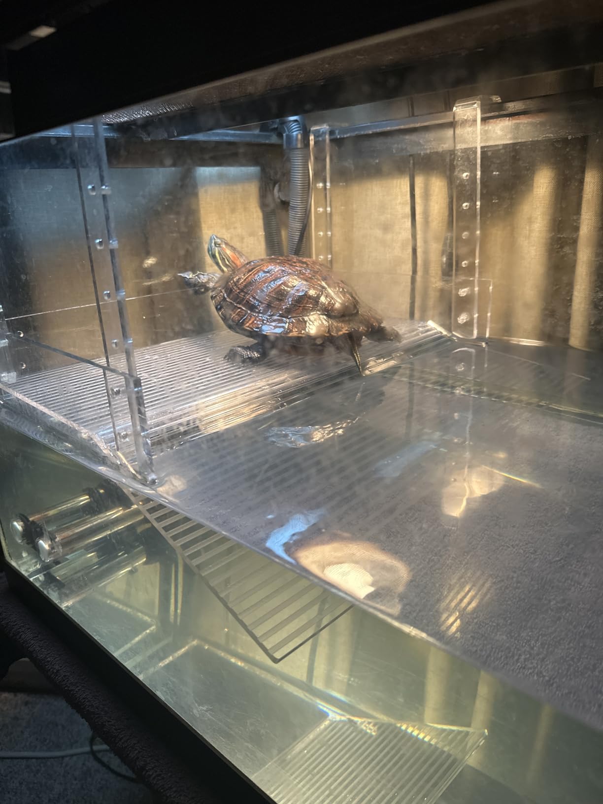LaBrinx Designs Extra Large Wide Hanging Turtle Ramp - Aquatic Reptile Basking Platform customer photo 1