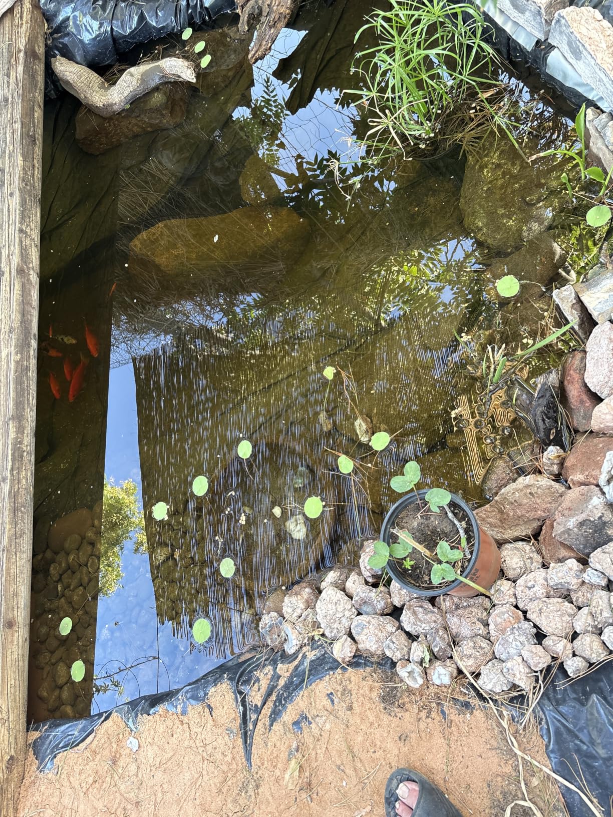 Iris 'Black Gamecock', a Great Live Pond Plant for Your Water Garden. Filters The koi and Goldfish Pond. Good for Bogs, Plant Shelf or Shallow Water customer photo 1