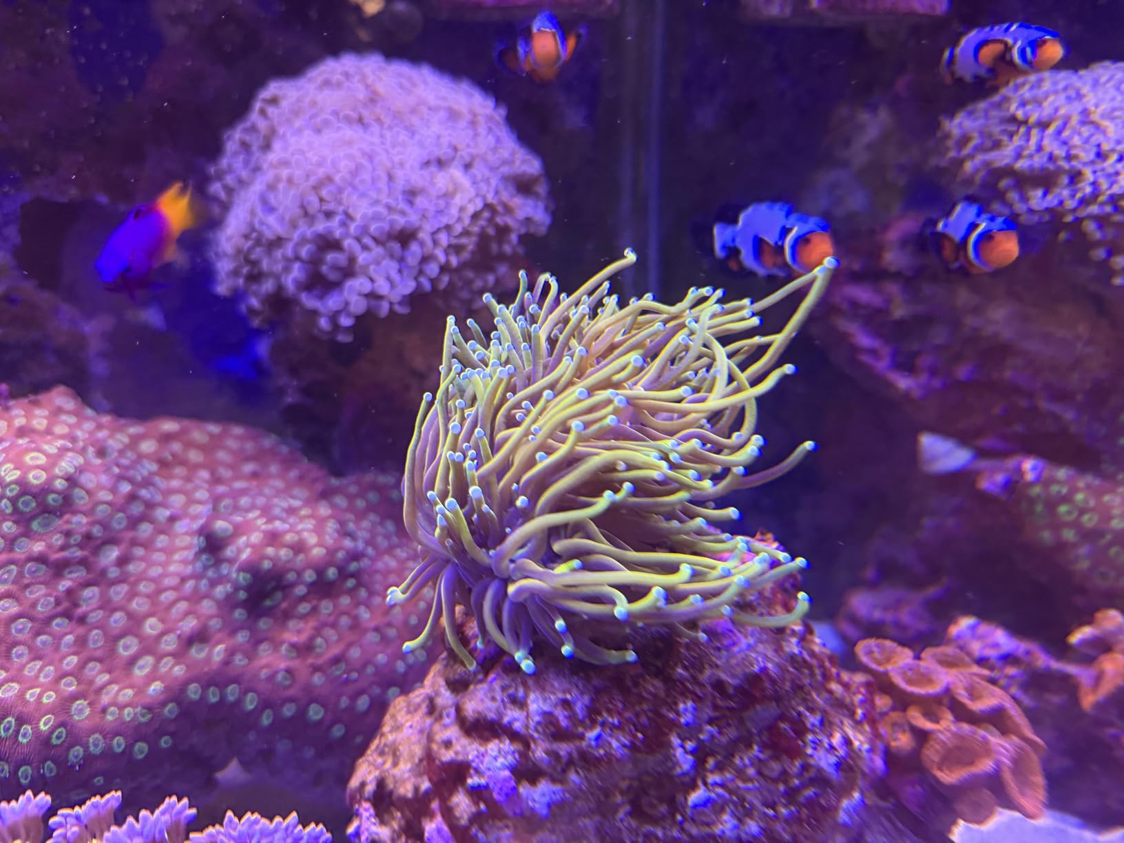 Red Sea Reef Energy Plus 500ml (AB+) All in One Coral Food for Saltwater Aquarium Marine Reef Tanks | Food for Soft, LPS, SPS, and Non-Photosynthetic Corals customer photo 2