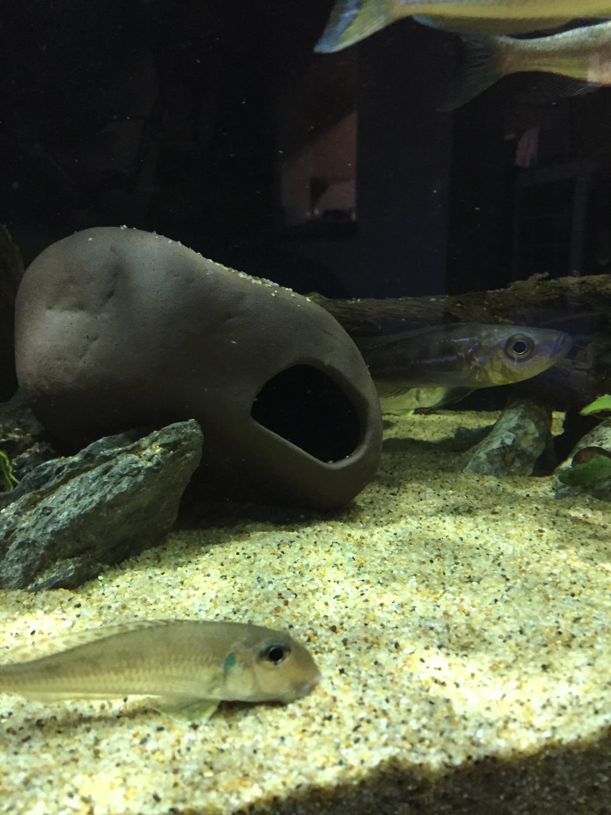 Cichlid Stone Decoration - Aquarium cave for Cichlids, Betta, Small Fish - Fish Tank Hideway Decor - Betta Toys Hideout Stones House (Magma Stone Small) customer photo 1