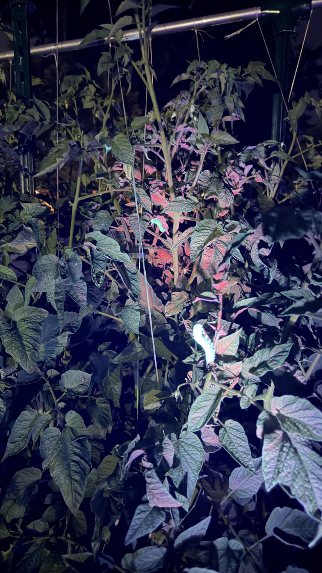 S3 365nm UV Flashlight with 3 LEDs | Powerful Blacklight, Pet Urine Detection, Resin Curing, Rocks, Scorpion customer photo 1