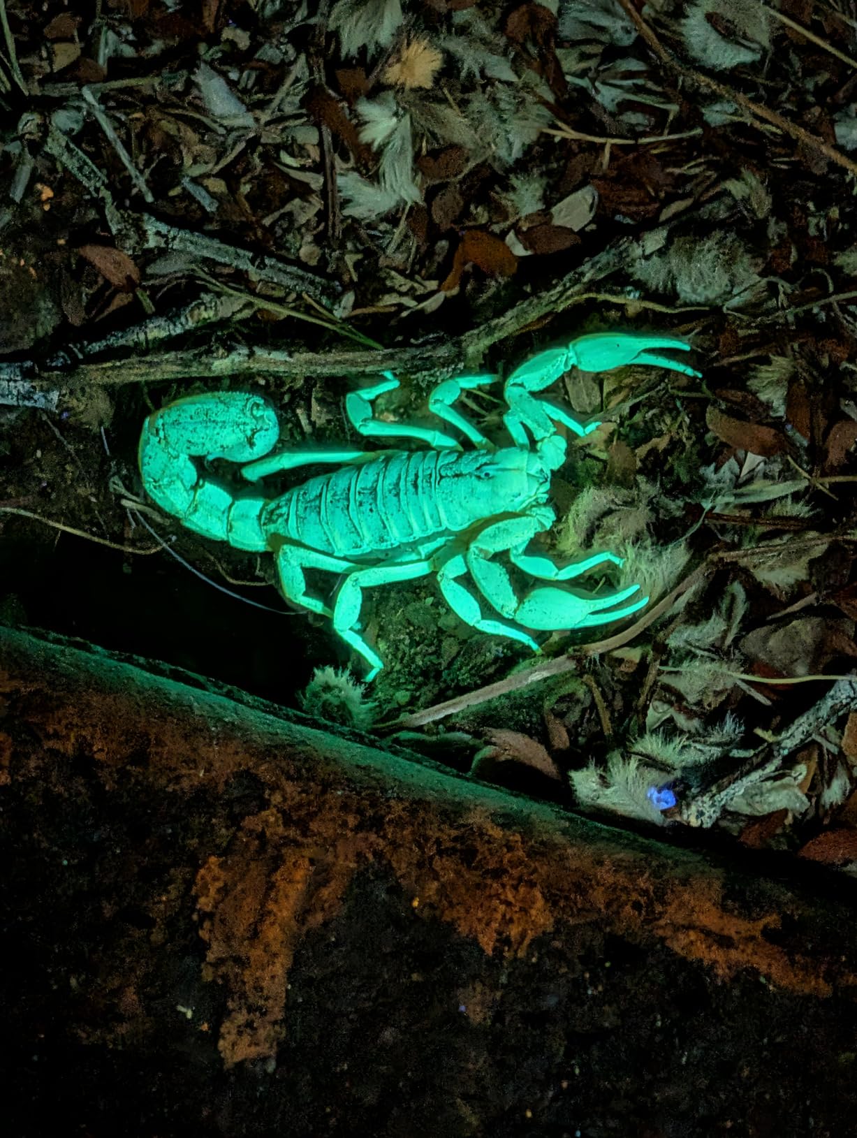 S3 365nm UV Flashlight with 3 LEDs | Powerful Blacklight, Pet Urine Detection, Resin Curing, Rocks, Scorpion customer photo 2
