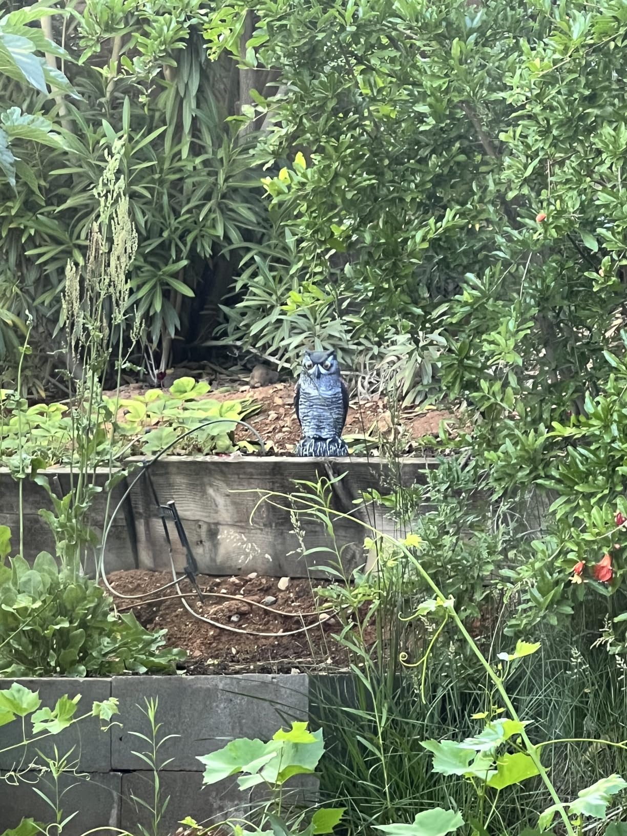 2 Pack Fake Horned Owl Bird Scarecrow Decoy 10.5 Inch Height, Plastic Deterrents, Halloween Decoration, Nature Enemy Pest Repellent for Outdoor Garden Yard customer photo 2