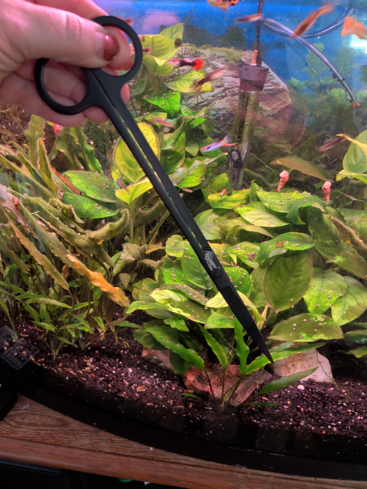 hygger Long Stainless Steel Premium Aquarium Tools, 4 PCS Aquatic Plant Tweezers Scissors Spatula Kits Comes with 1 Cleaning Cloth, for Fish Tank Starters customer photo 2