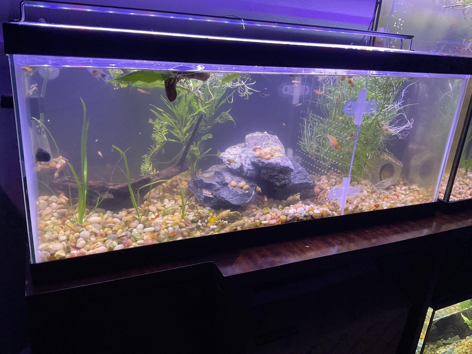 Acrylic Aquarium Divider Kit 5.5/10 / 20L / 20H / 29 / 40B / 55/75 / 125gal Fish Tank with Suction Cups (20gal Long Aqueon) customer photo 1