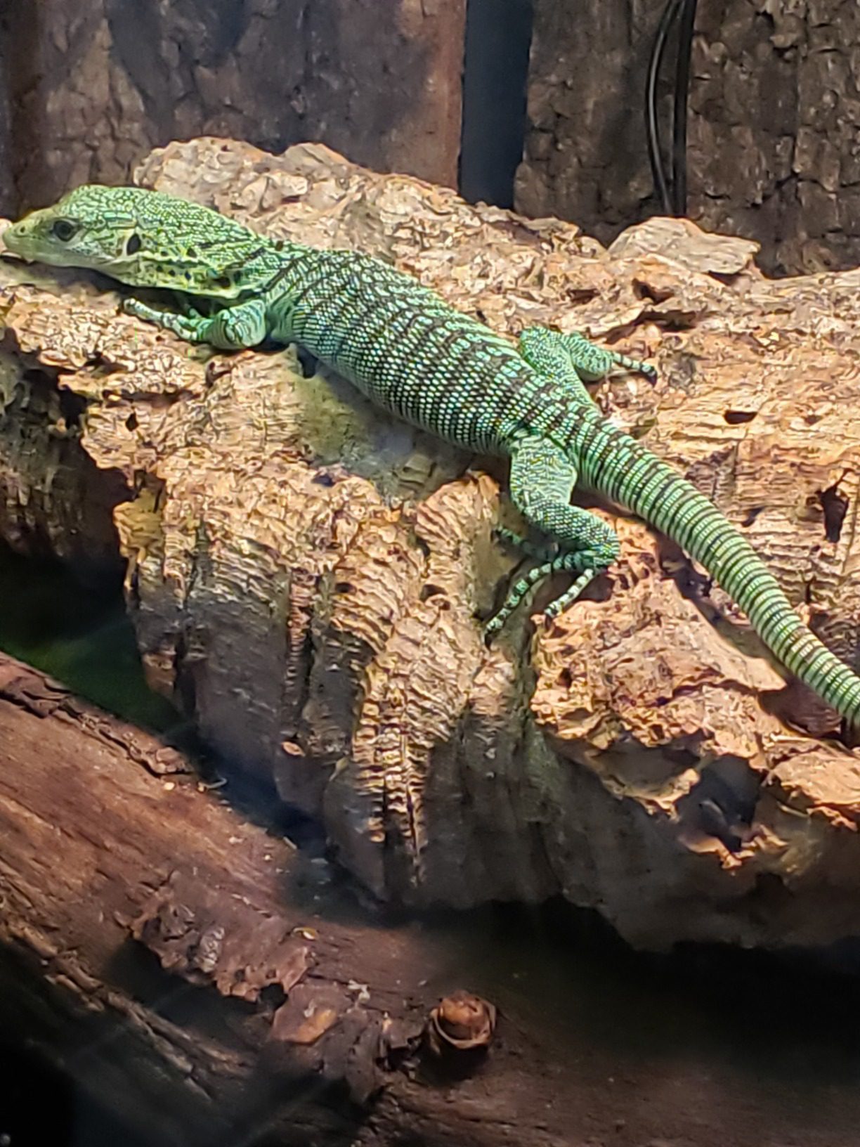 Exo Terra Monsoon Multi II Reptile Terrarium Mister 8L customer photo 1