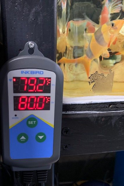 Inkbird Temperature Controller ITC-306T WiFi Heat Lamp Thermostat Reptile Temperature Controlled Outlet for Heat Mat Fermentation,1200W,10A customer photo 1