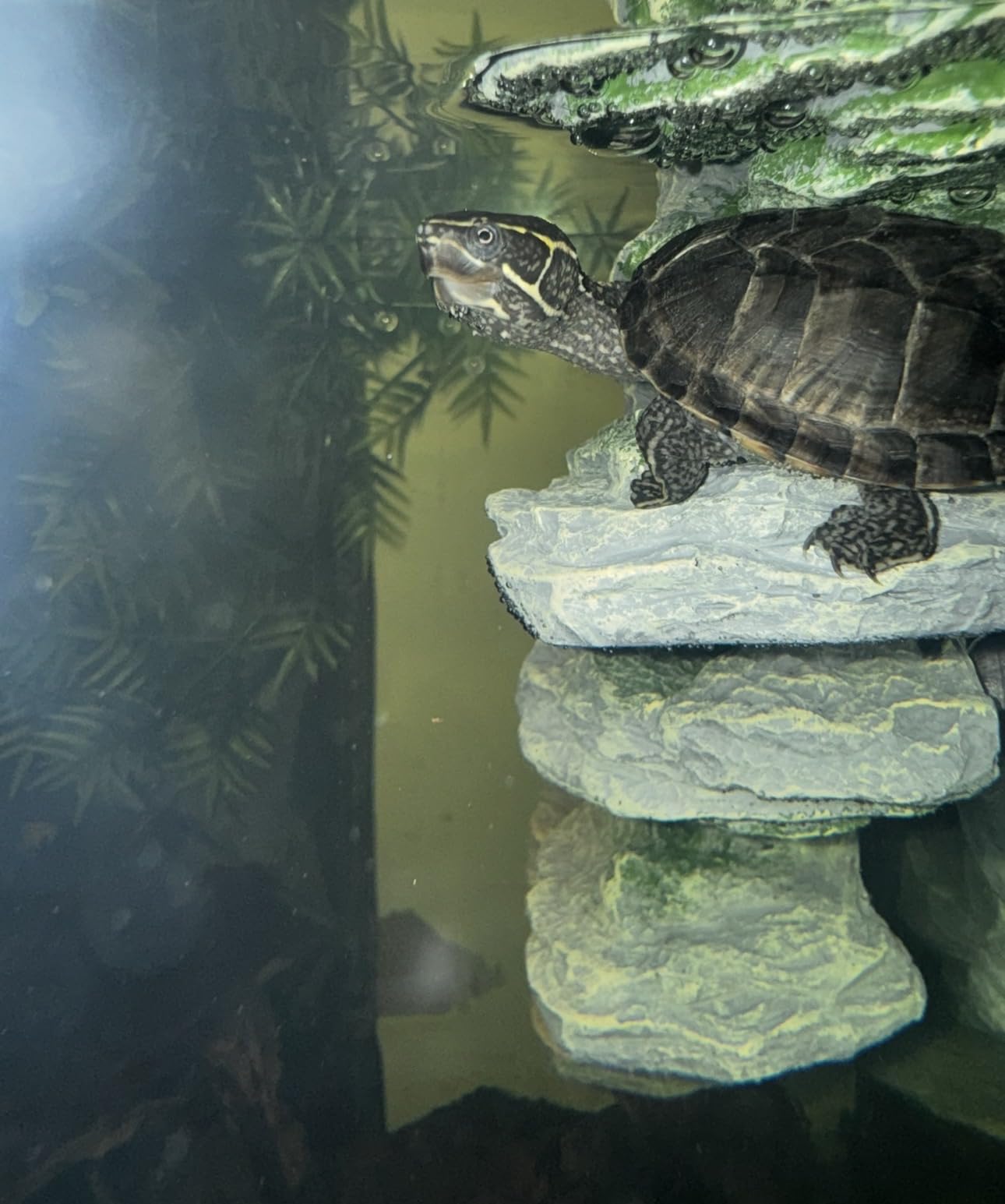 kathson Turtle Basking Platform Baby Tortoise Climbing Ramp Shale Reptiles Dock Resting Terrace Stone Aquarium Ornament Rock Landscaping Decoration for Frogs Newts (Medium Size) customer photo 1
