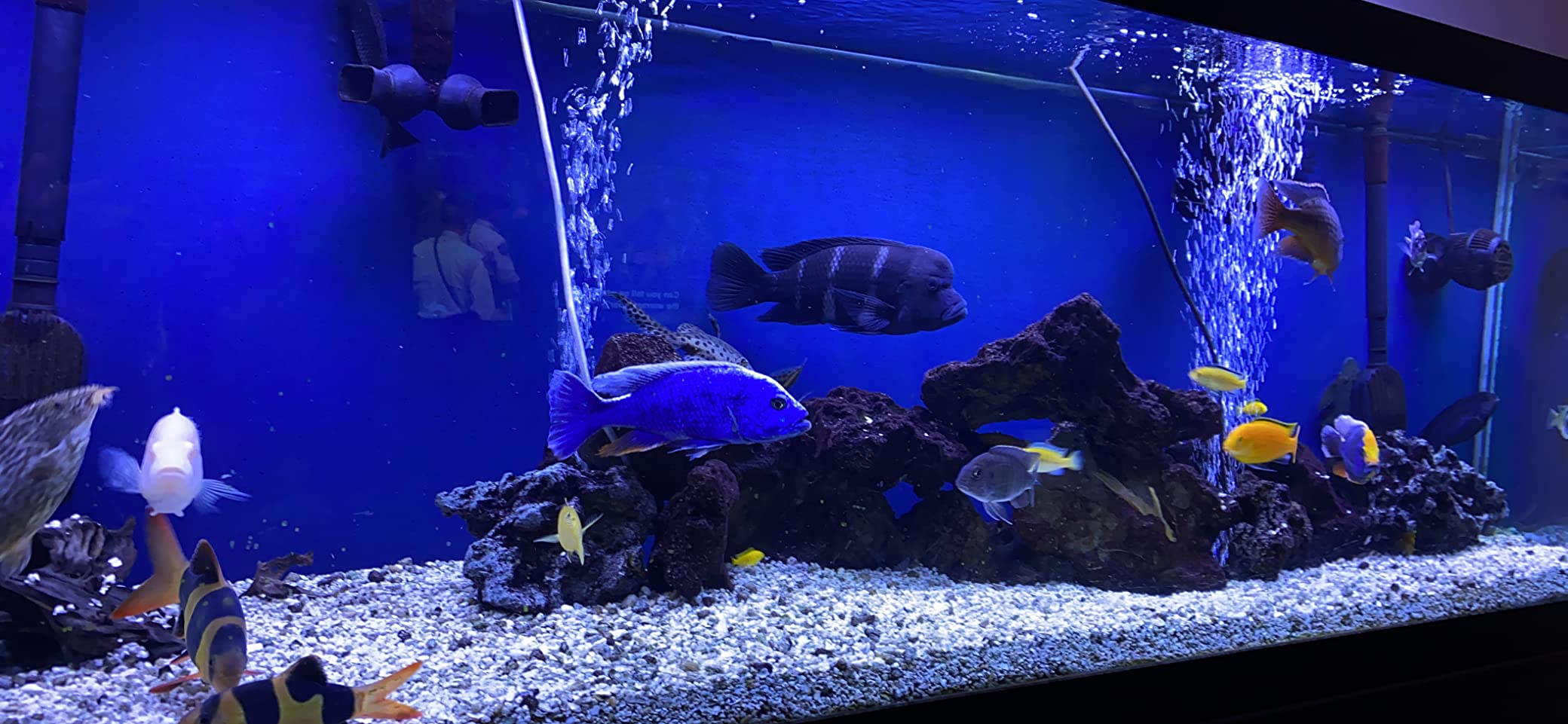 RON'S CICHLIDS Adult African Cichlid Fish Food Pellets, USA Made Slow Sinking, 1 LB customer photo 2