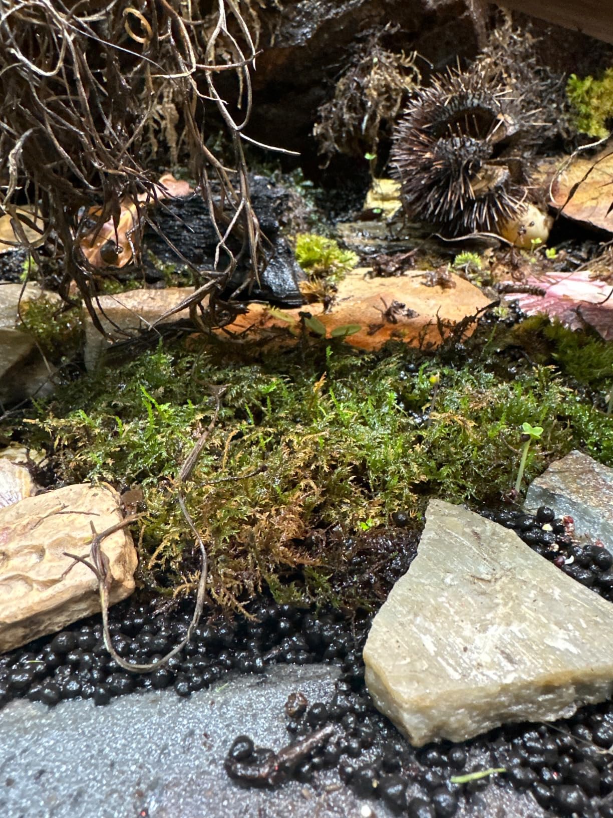 Exo Terra Sub Stratum, Bioactive Volcanic Substrate for Reptile Terrariums, Eliminates Odor, Offers Correct Moisture Levels 8.8 lb customer photo 1