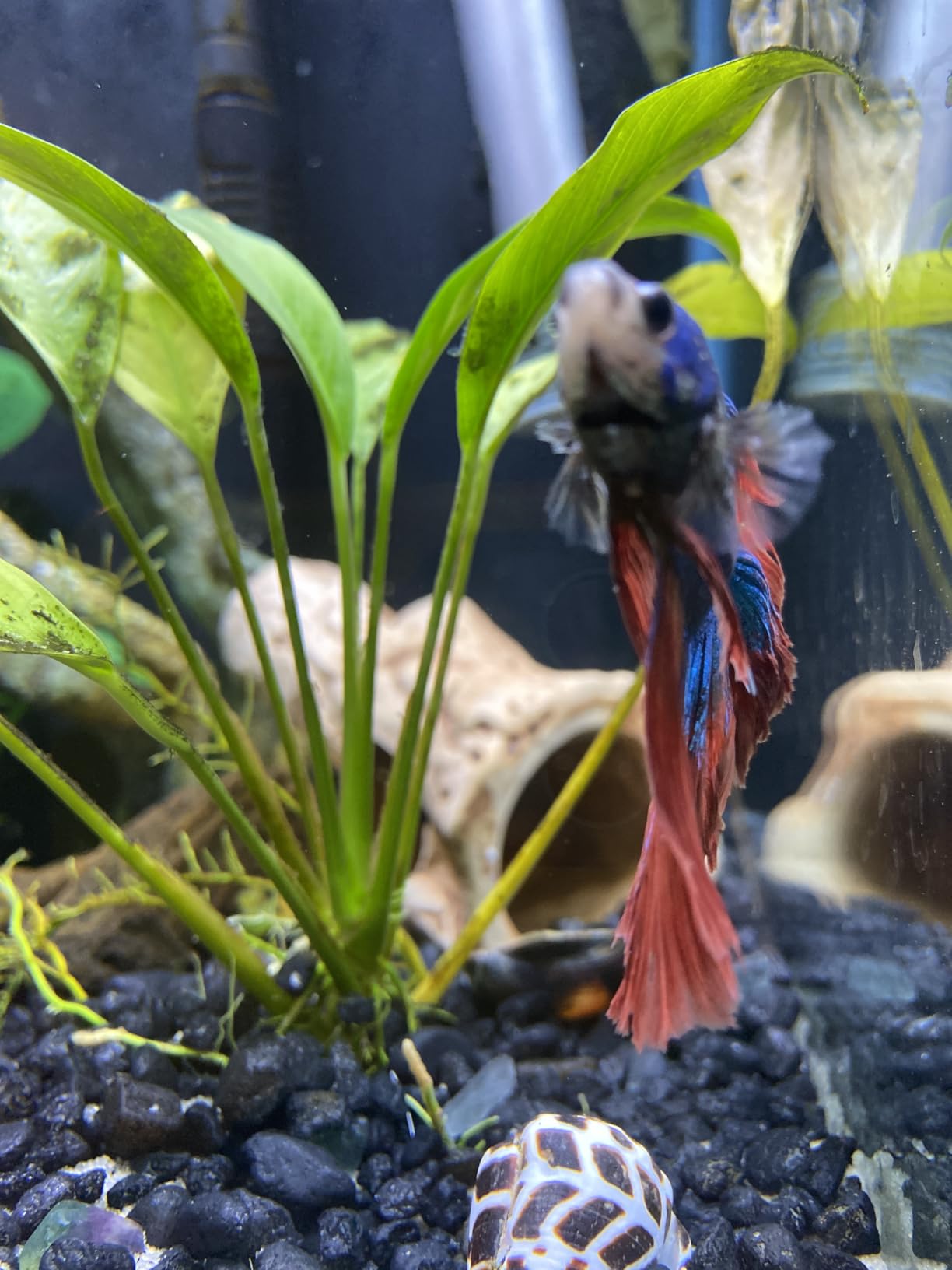 Aquarium Tree Stump Hole Rock Cave Cichlid Stone | For Betta Fish Toys, Betta Fish Accessories, 10, 20 Gallon Fish Tank Decorations, Aquarium Rocks Decor customer photo 1