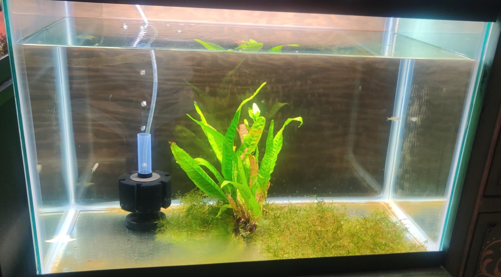 Pawfly Aquarium Large Bio Sponge Filter Quiet Betta Fry Shrimp and Small Fish Foam Filter for Fish Tank up to 60 Gallon customer photo 2