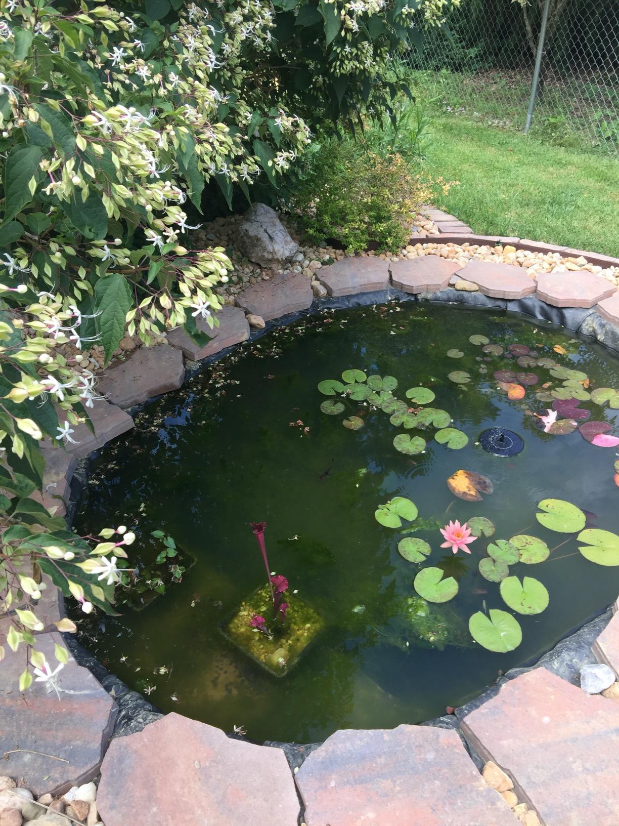 Aquascape PRO Grade 45 MIL EPDM Fish-Safe Pond and Fountain Liner, 10-ft x 10-ft, 100 sq ft, Black customer photo 1