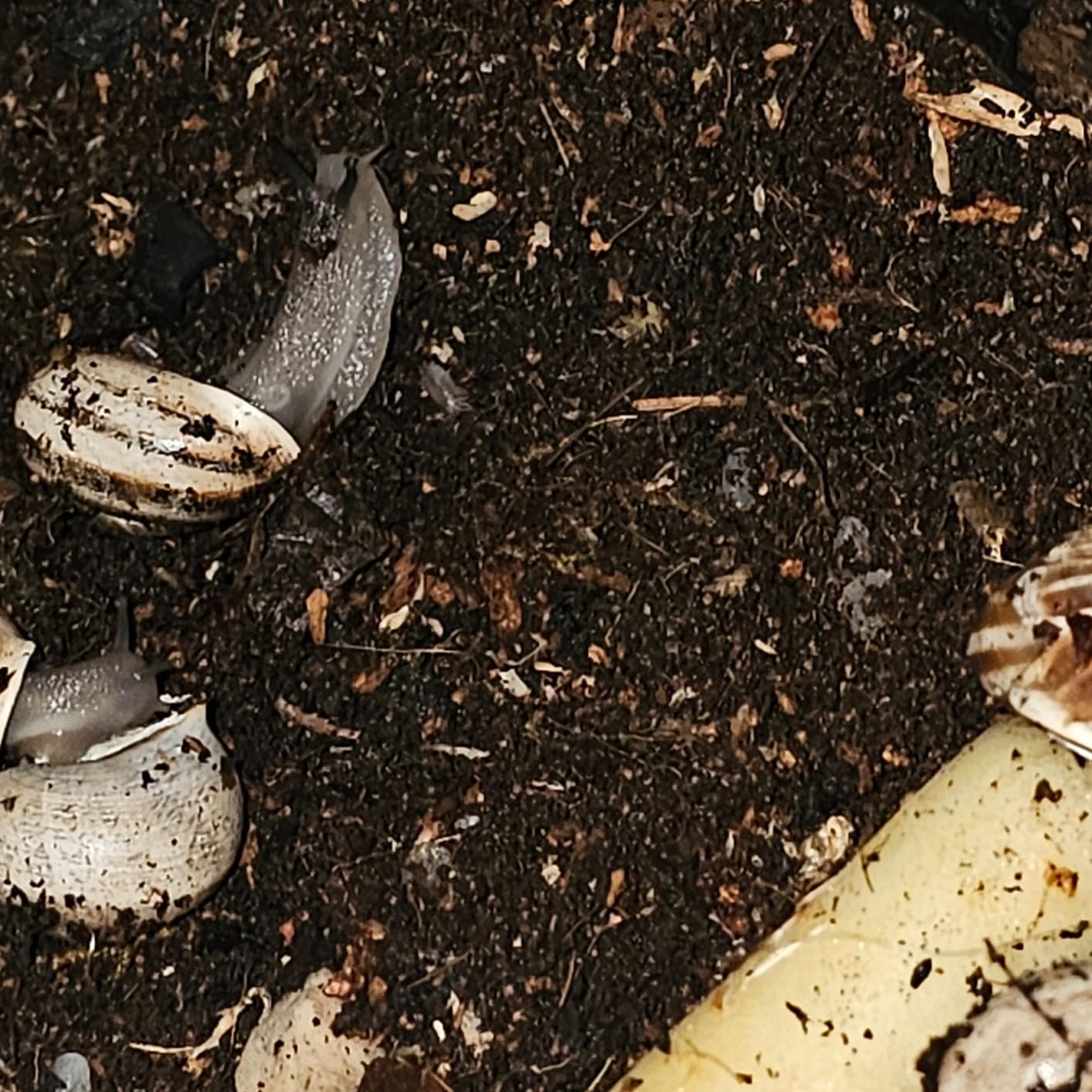 Galápagos Bioactive Soil, 8 Quart customer photo 1