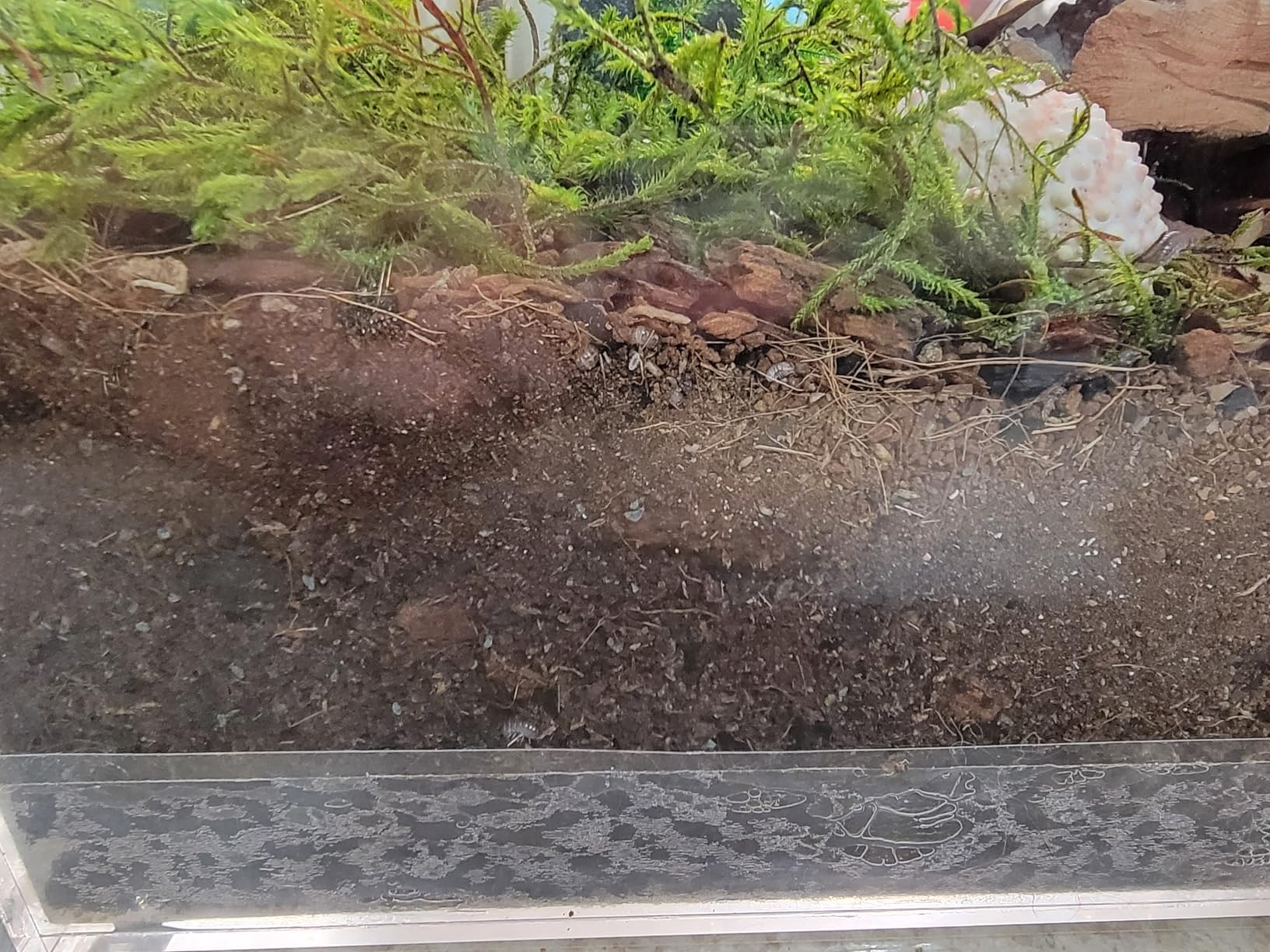 Galápagos Bioactive Soil, 8 Quart customer photo 2