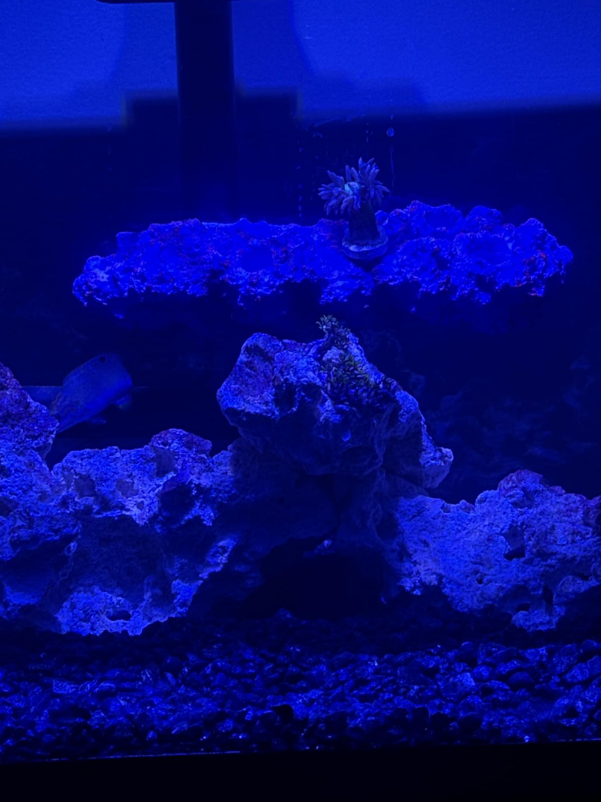 Magnetic Reef Coral Frag Rack Floating Rock Strong Magnets Strong N52 Magnets for 1/2