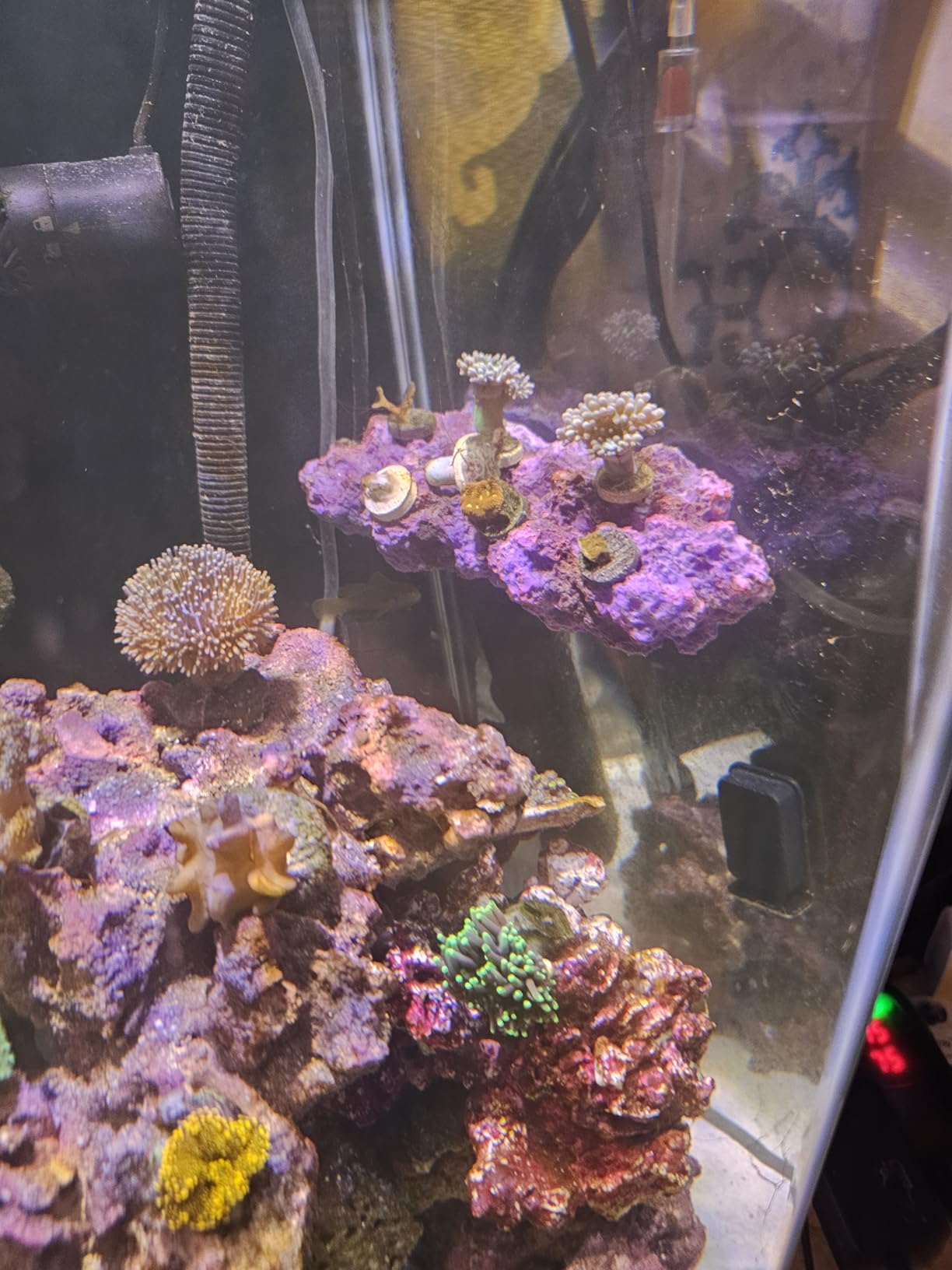 Magnetic Reef Coral Frag Rack Floating Rock Strong Magnets Strong N52 Magnets for 1/2