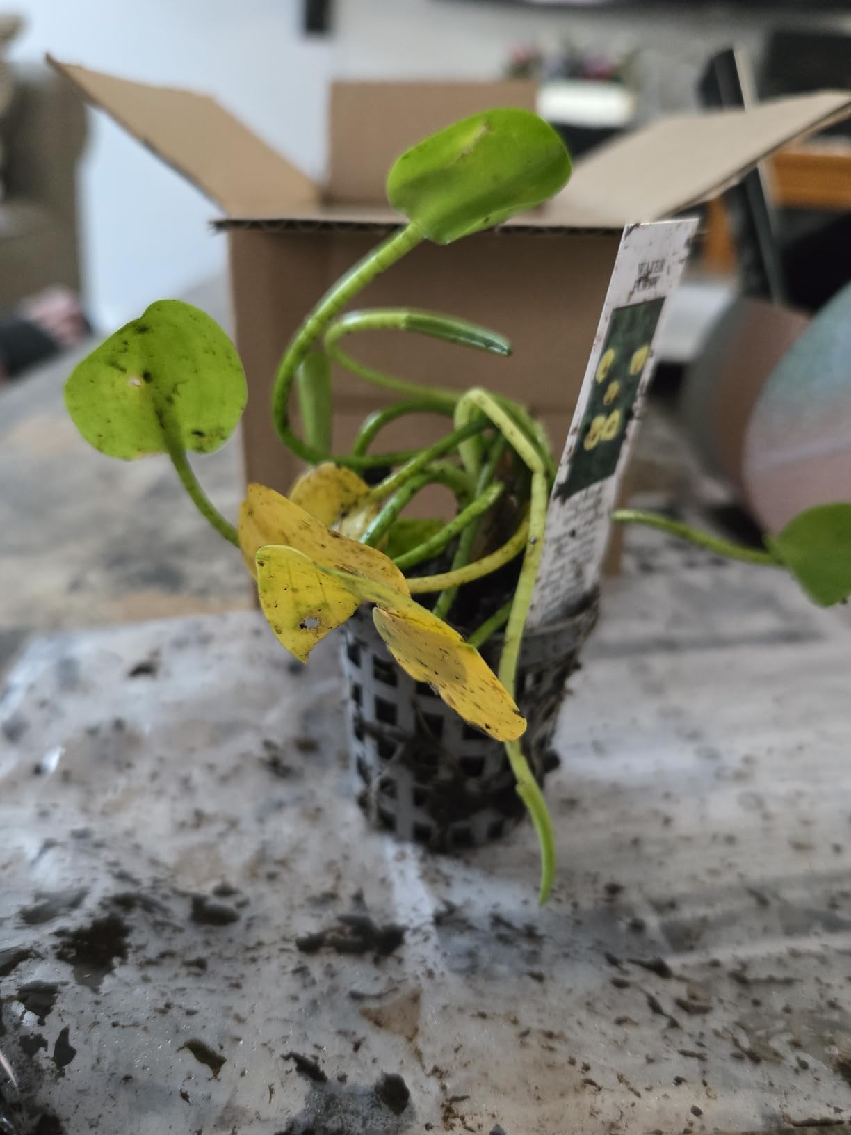 Golden Water Poppies (Hydrocleys Nymphoides) - Easy Live Pond Plants customer photo 1