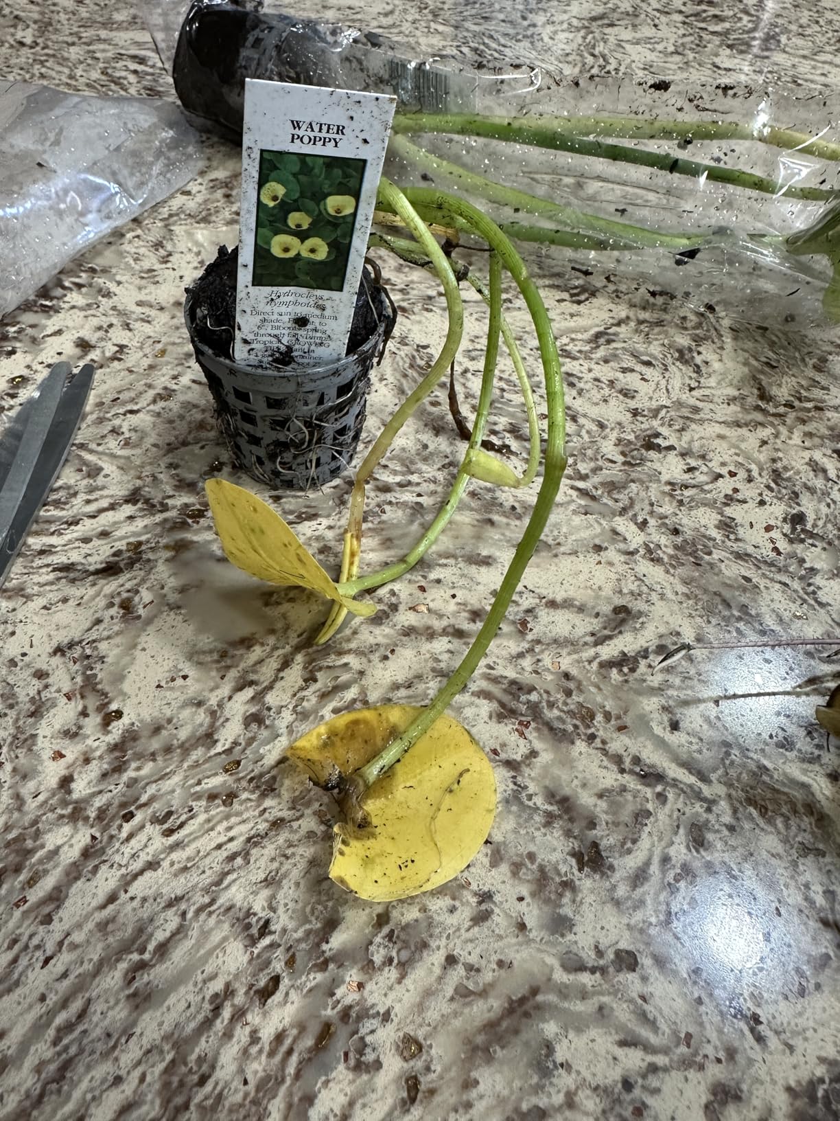 Golden Water Poppies (Hydrocleys Nymphoides) - Easy Live Pond Plants customer photo 2