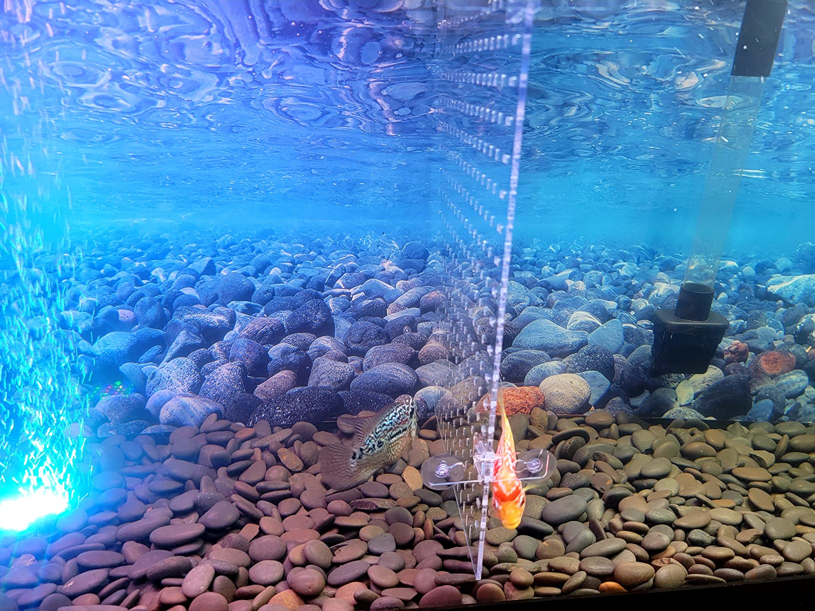 Fish Tank Divider Clear 30/40/50/65/75/90/125/150 Gallon Aquarium Divider | Adjustable Acrylic Fish Tank Divider, Fits 12/18in Wide Aquarium 30-150gal, Fish Tank Separator with Suction Cups Accessories customer photo 1