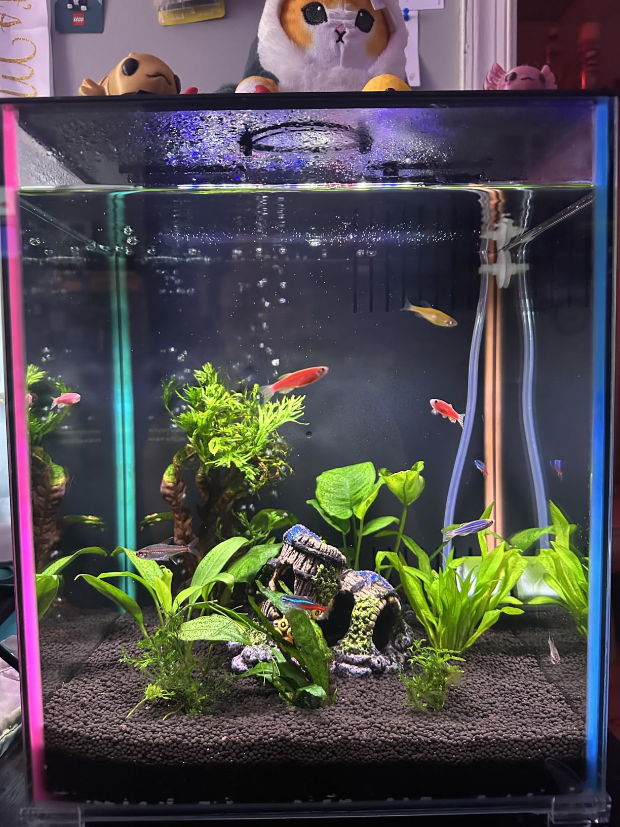 Fluval 12697 Volcanic Soil Bio Stratum for Planted Tanks, 8.8 lbs. | Natural Mineral-Rich, Aquarium Substrate for Healthy Plant Development, Growth, and Color customer photo 1