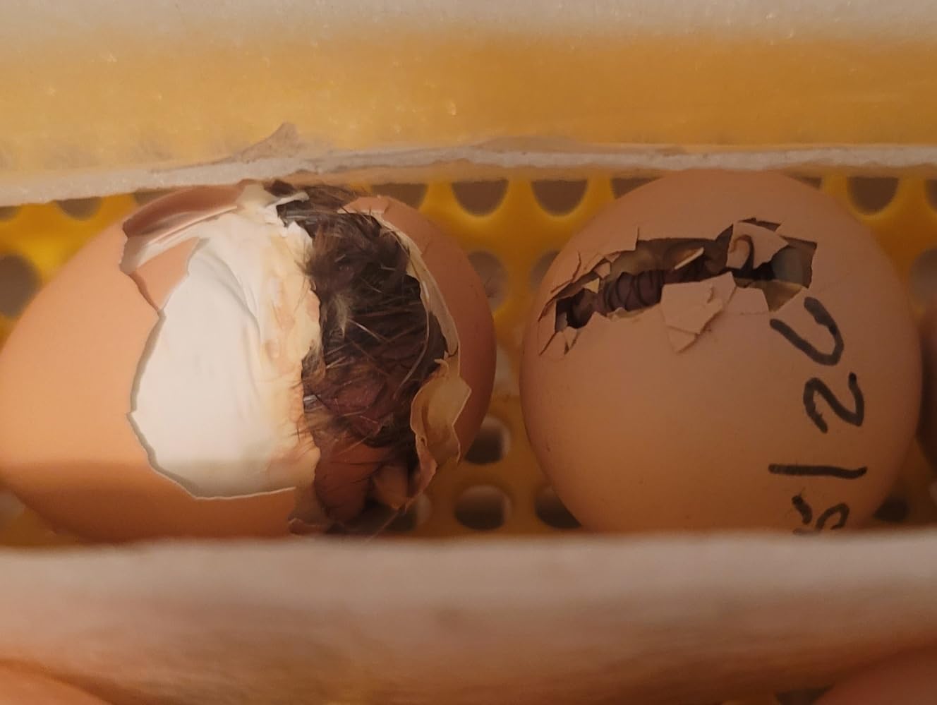 MATICOOPX 30 Egg Incubator with Humidity Display, Egg Candler, Automatic Egg Turner customer photo 1