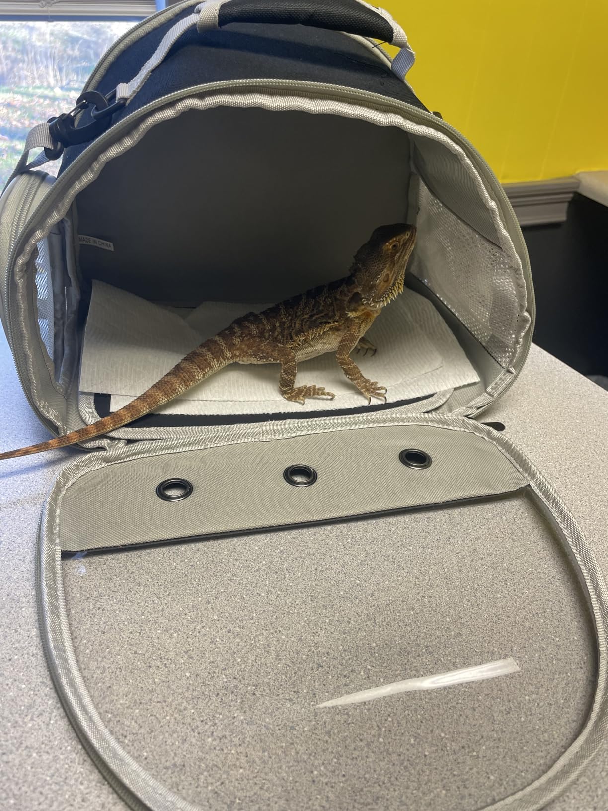 Bearded Dragon Travel Carrier, Lizards Carrier, Small Animal Travel Carrier for Sugar Glider Hedgehog Rat Parrot Bird Guinea Pig, Portable Guinea Pig Travel Bag for 2 customer photo 2