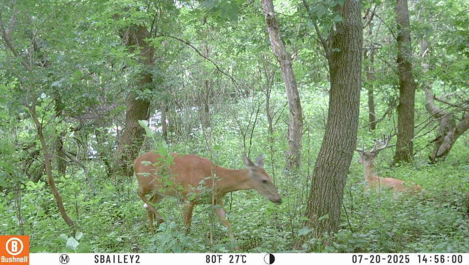 Bushnell CelluCORE 20 Solar Trail Camera, Dual Sim Low Glow Hunting Game Camera with Detachable Solar Panel Works with OnX Hunt customer photo 1