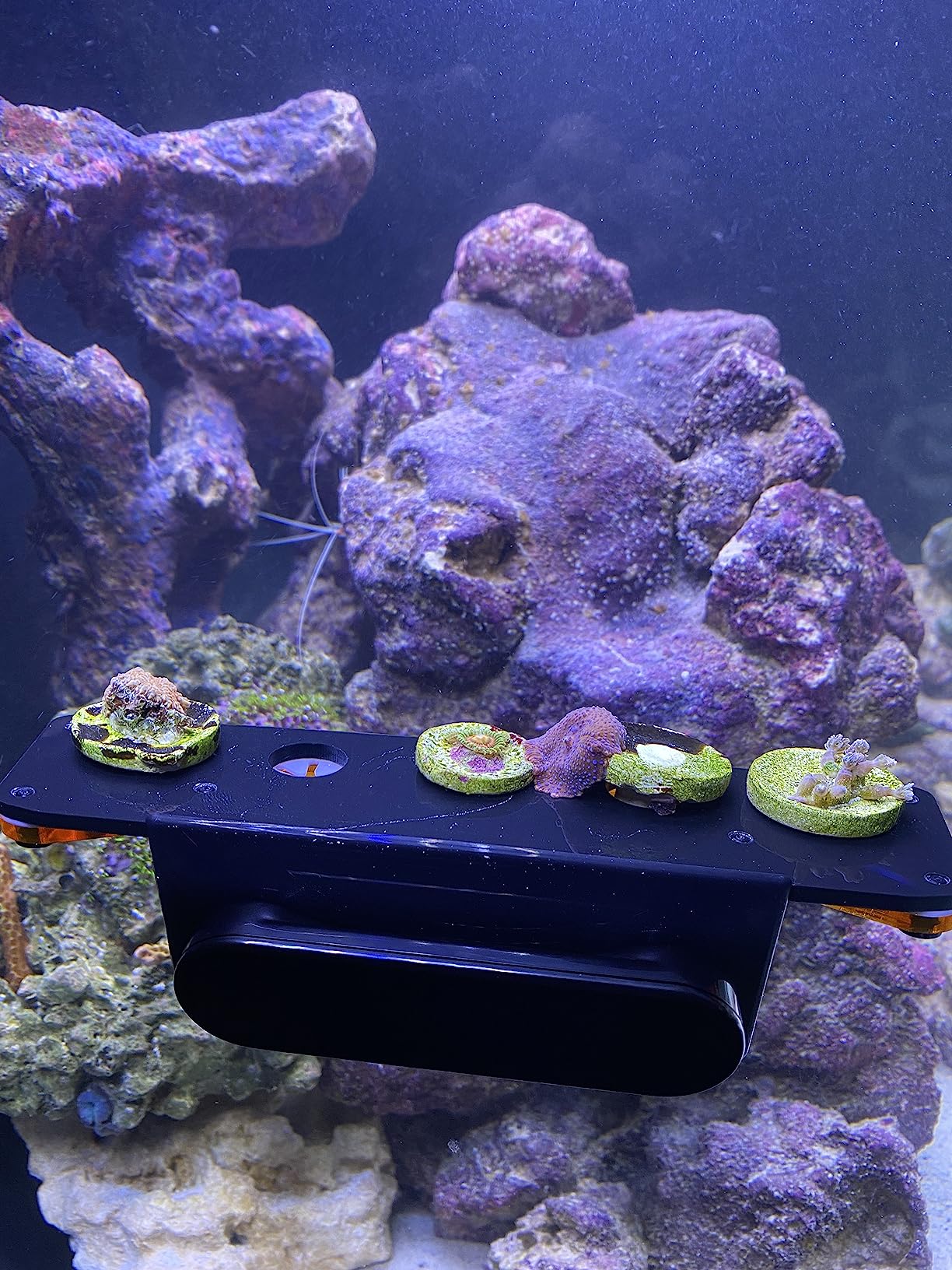 Magnetic Extendable Locking Frag Rack (Slim) customer photo 2