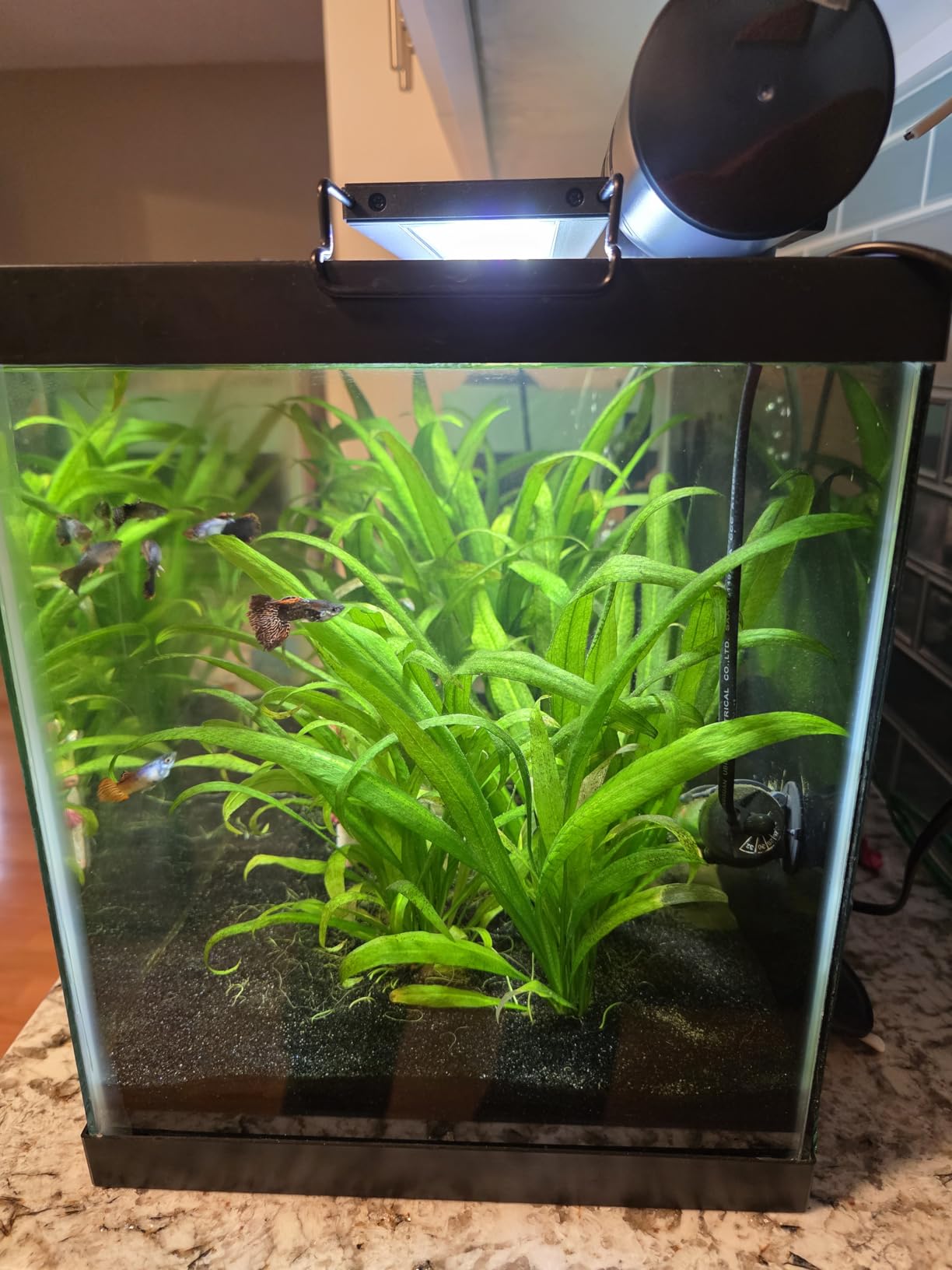 AquaMiracle Automatic Fish Feeder for Aquarium, Auto Fish Food Dispenser with Timer, Volume Adjustable Vacation Aquarium Feeder, for Granules Pallets Strips customer photo 2