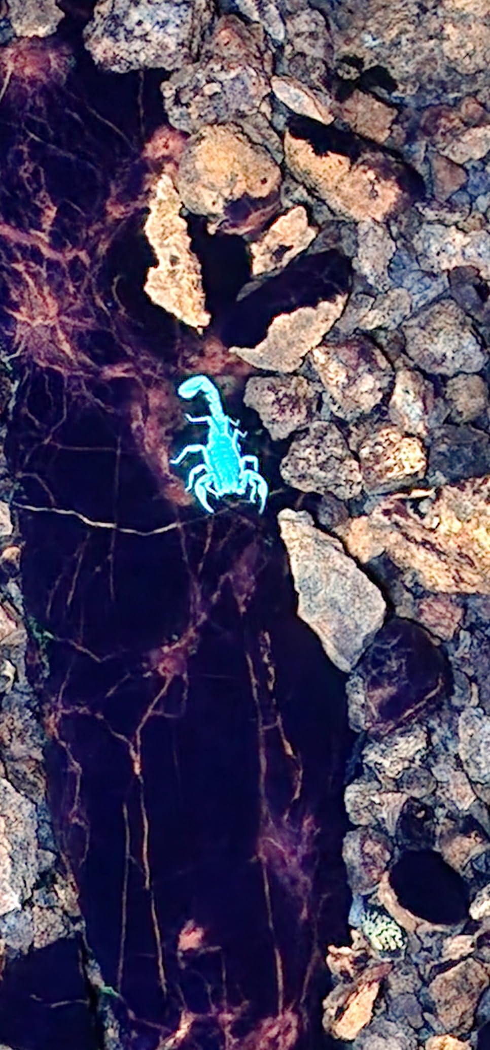 S5 UV Flashlight, Super Bright Black Light Flashlight with 5 LEDs, for UV Resin Curing, Rockhounding, Pet Urine Detecting, Scorpion Hunting (365NM) customer photo 2