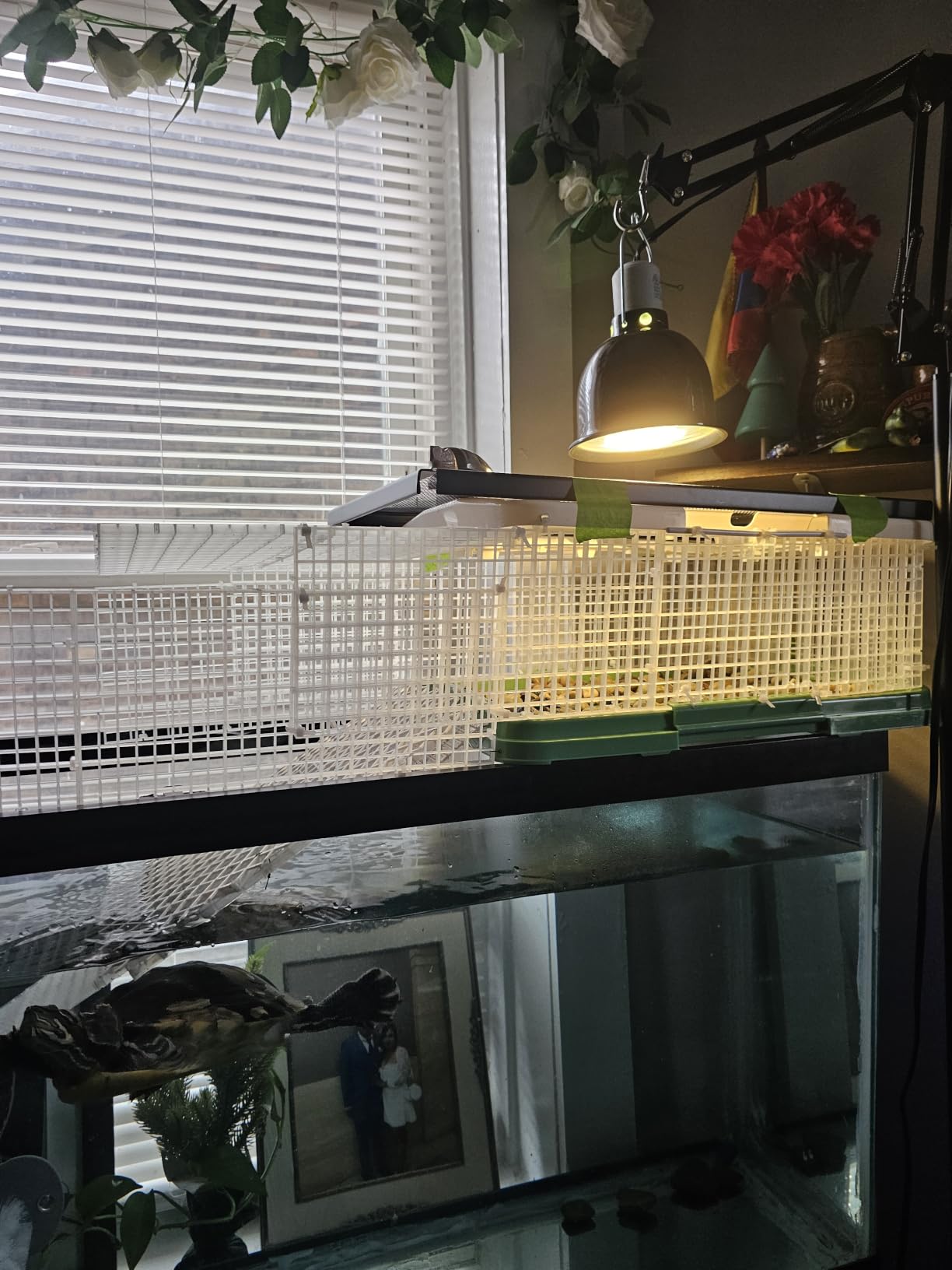 12 Pcs Aquarium Fish Tank Divider Plastic Egg Crate, L | Filter Bottom Tray Grid, Isolation Board, Partition Net Pane Separator customer photo 1