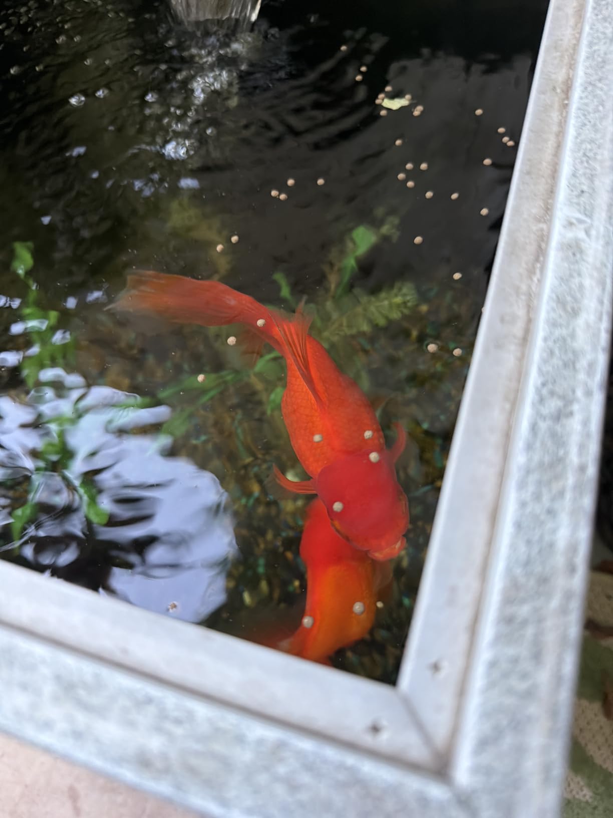Ultra Fresh Floating Goldfish Food, Color Enhancing, Balanced Diet, All Natural Ingredients, Clear Water Formula, Goldfish Premium Pellet, 4.6 oz customer photo 1