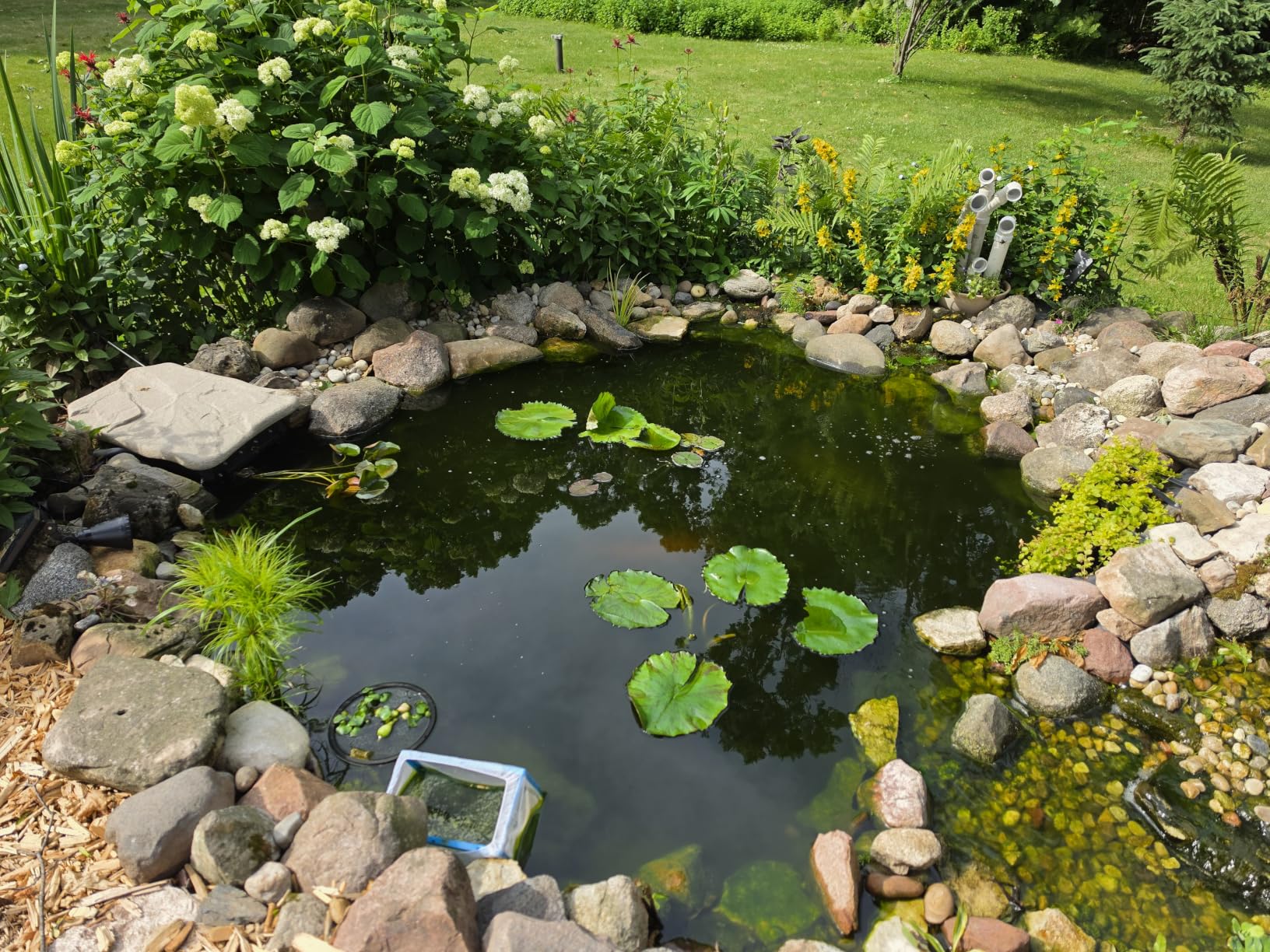 Virginalis Live Perennial Water Lily Perfect Pond Plant Pre Grown Bare Root Waterlily Outdoor Koi Pond or Container Ponds customer photo 1