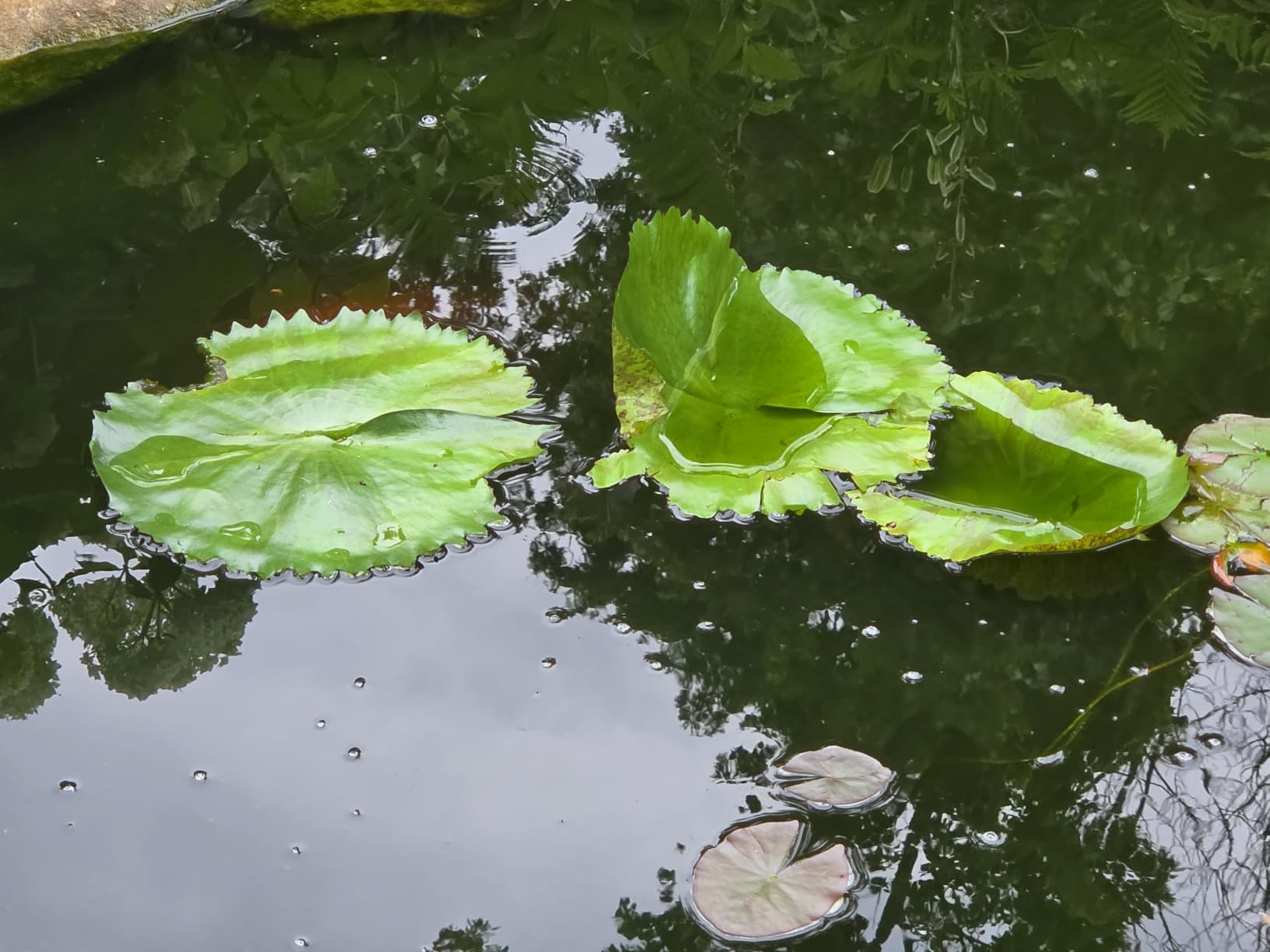 Virginalis Live Perennial Water Lily Perfect Pond Plant Pre Grown Bare Root Waterlily Outdoor Koi Pond or Container Ponds customer photo 2