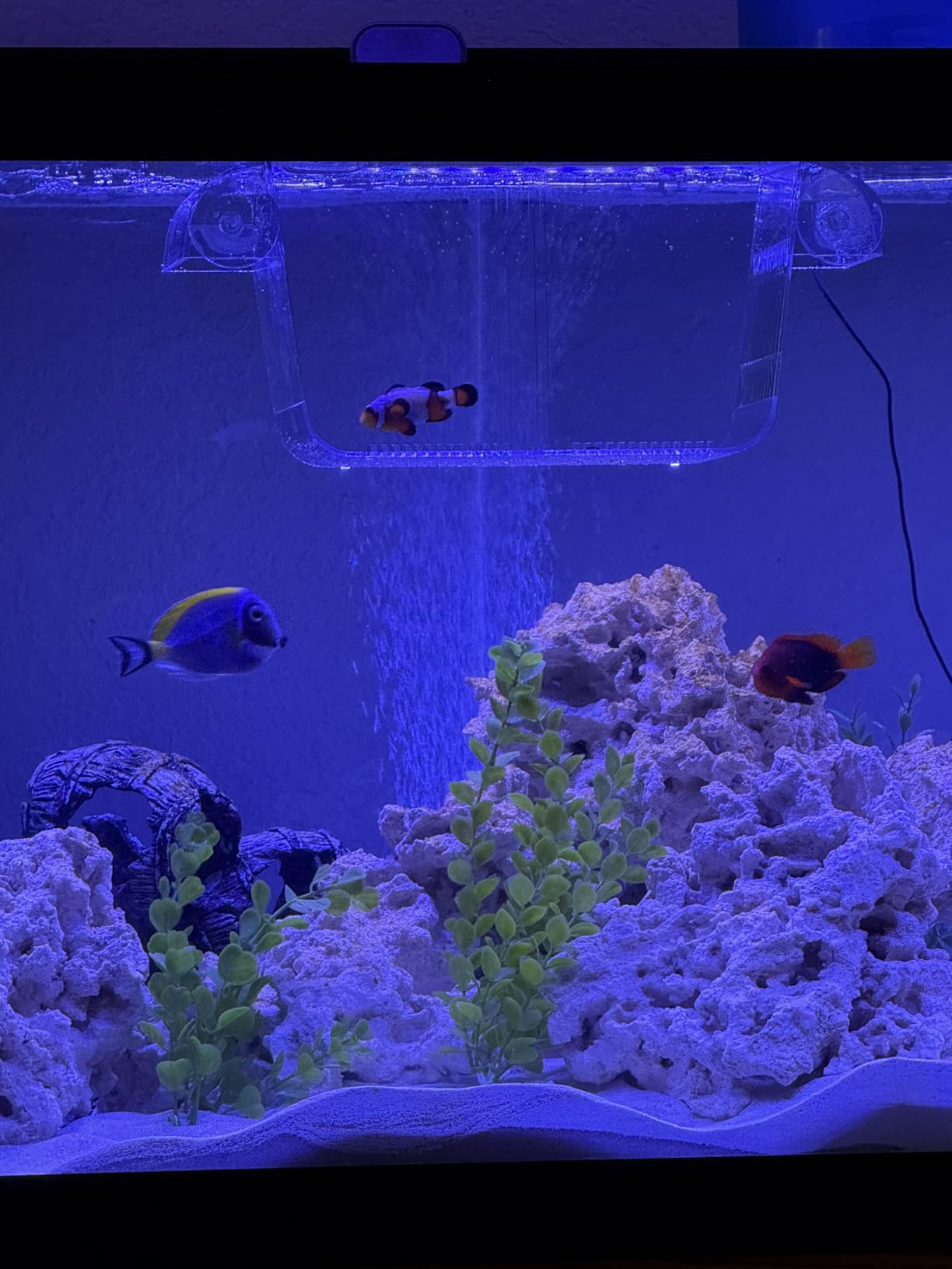DaToo Fish Breeding Box Aquarium Holding Tank Transparent Fish Isolation Box Acclimation Hatchery Incubator Breeder for Betta Shrimp Clownfish Guppy customer photo 1