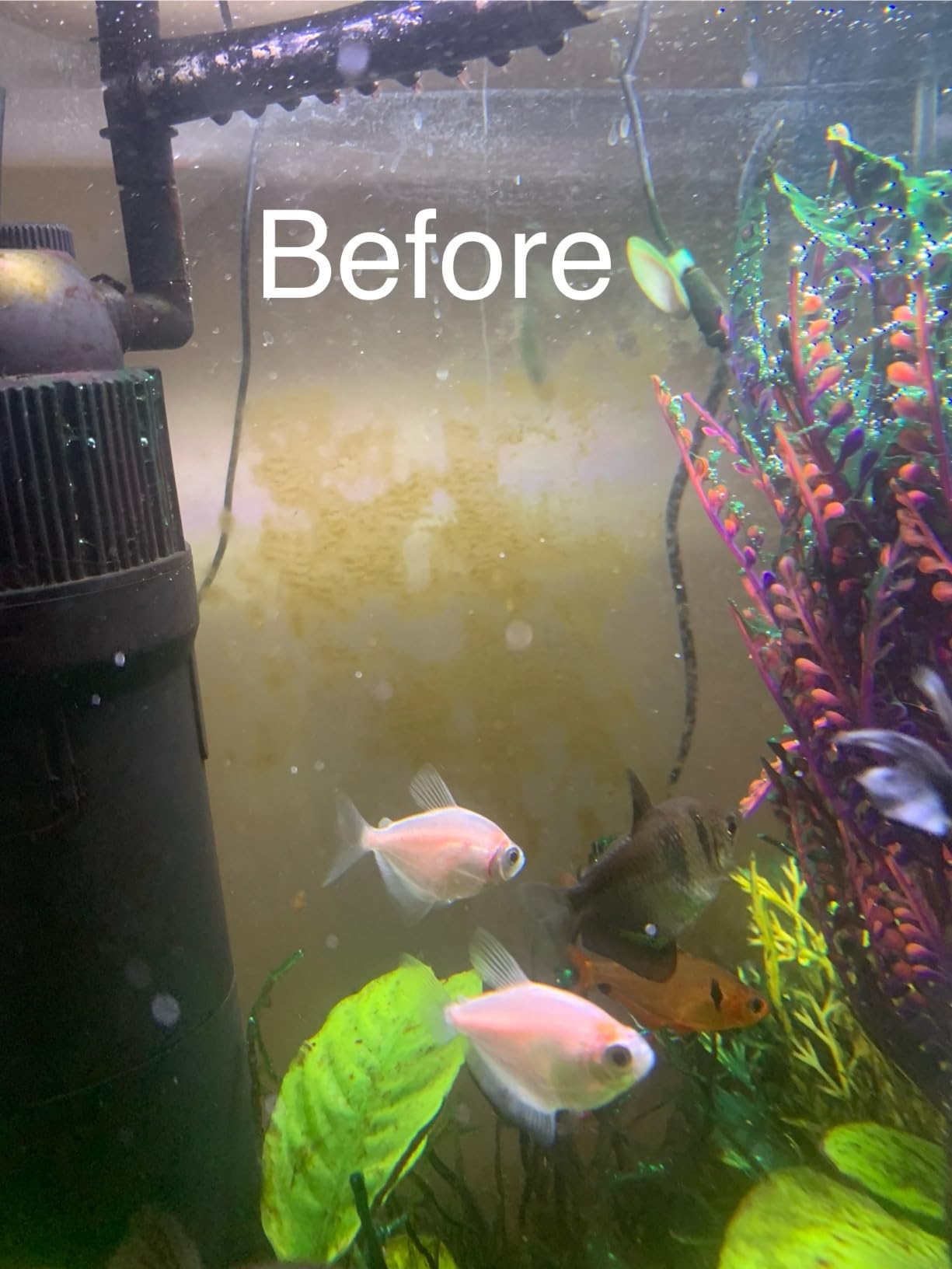 Large Glass Floating Algae Scraper 350 w/Scraper Blade Attachment | Magfloat Magnetic Fish Tank Cleaner | Magnet Scrubber Brush Cleaning Tool for Aquarium customer photo 1