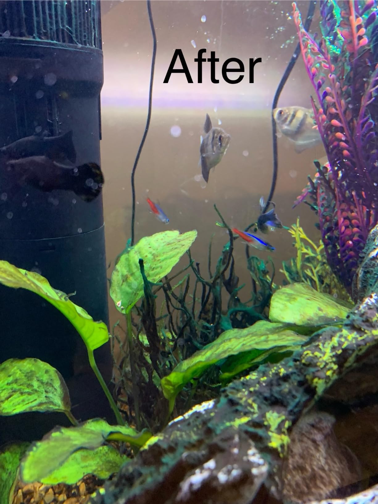 Large Glass Floating Algae Scraper 350 w/Scraper Blade Attachment | Magfloat Magnetic Fish Tank Cleaner | Magnet Scrubber Brush Cleaning Tool for Aquarium customer photo 2